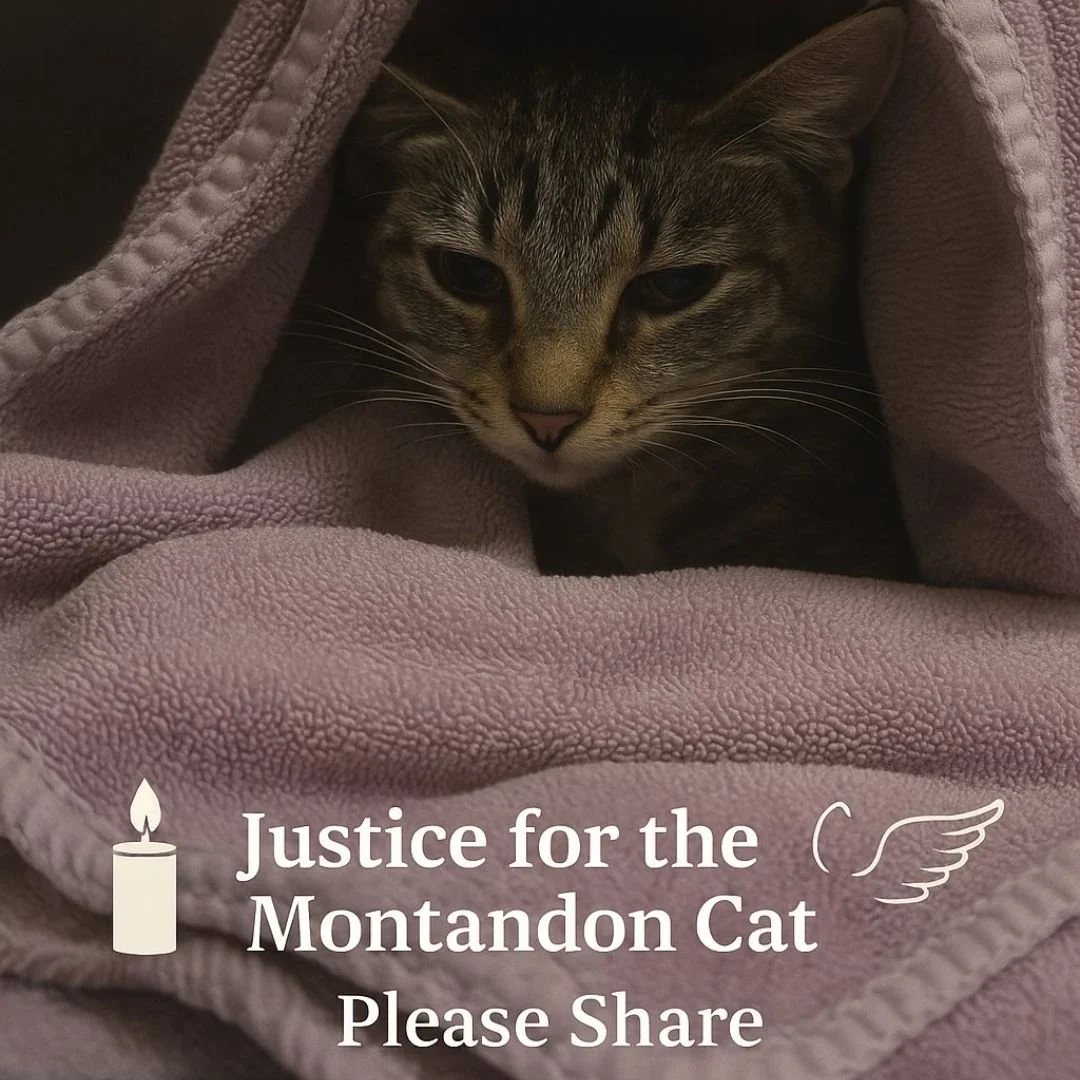 Justice for Montandon Cat: Shot, Paralyzed & Left to Die in PA