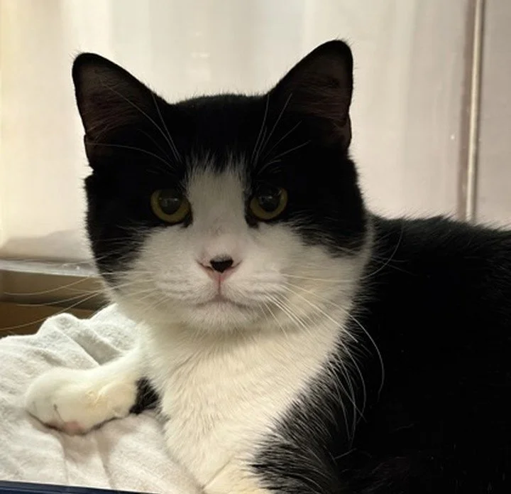 Humane Society of Harrisburg Area (Harrisburg, PA)