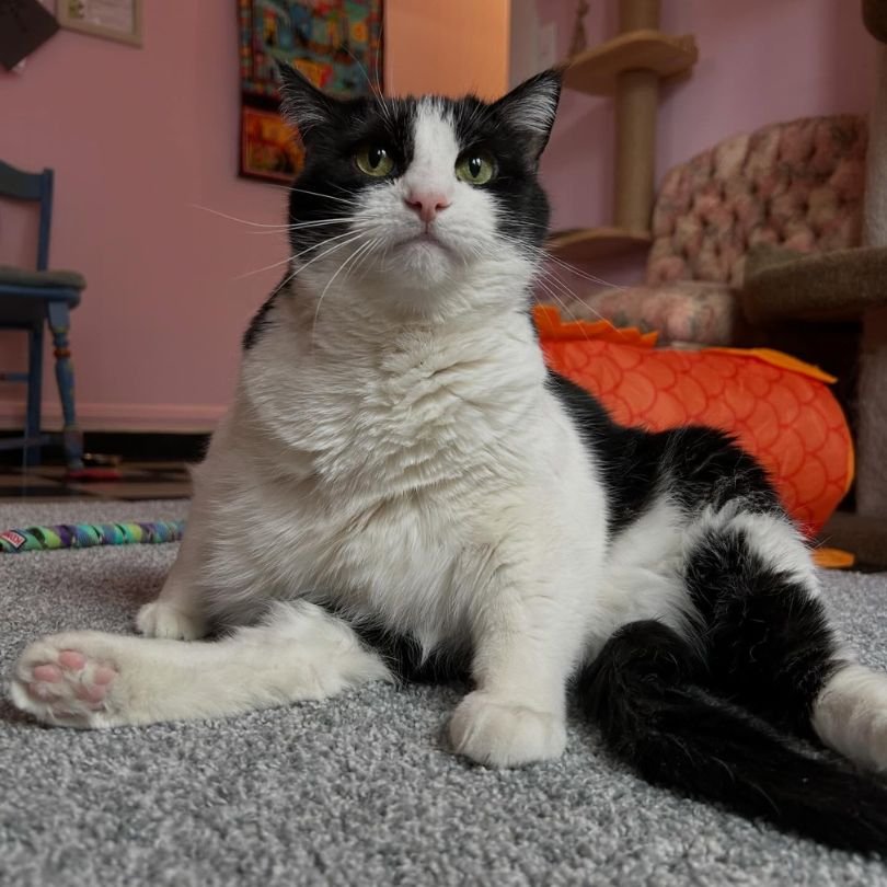 heather shop cat lancatster cat cafe .jpg
