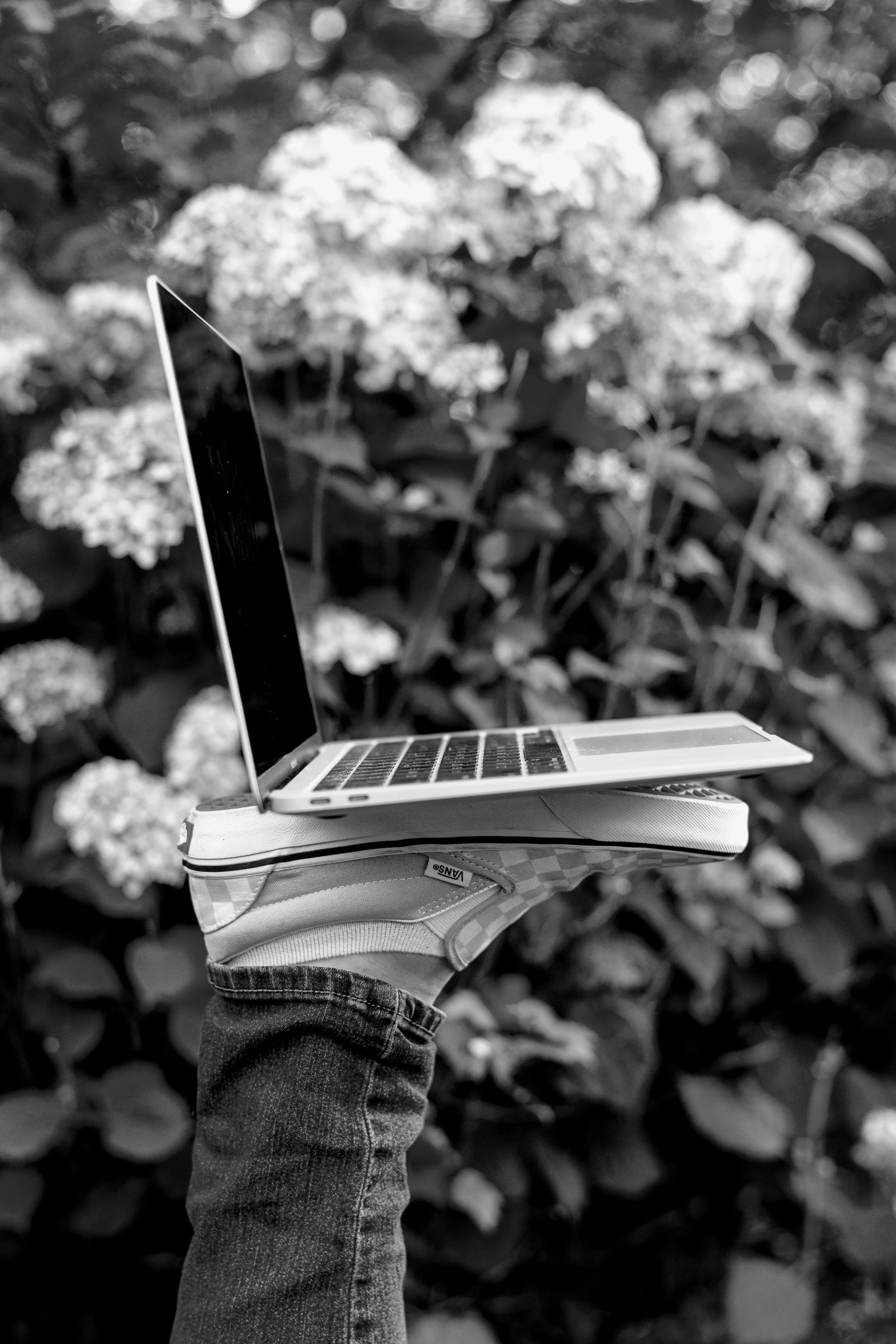 Photo of a laptop, seen from the side with the screen open, sitting atop soomeone's foot with a Vans checkered shoe. In front of a hydrangea bush background.
