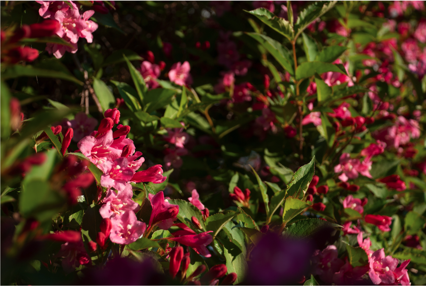 Flowers, background, faded