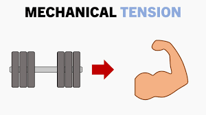 Hypertrophy ≠ Micro-Tears: Why Five Clean Reps Beat the Burn-Out Set