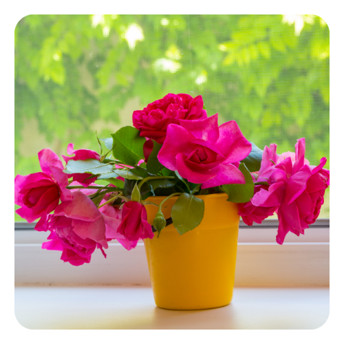 Untitled design (12).png