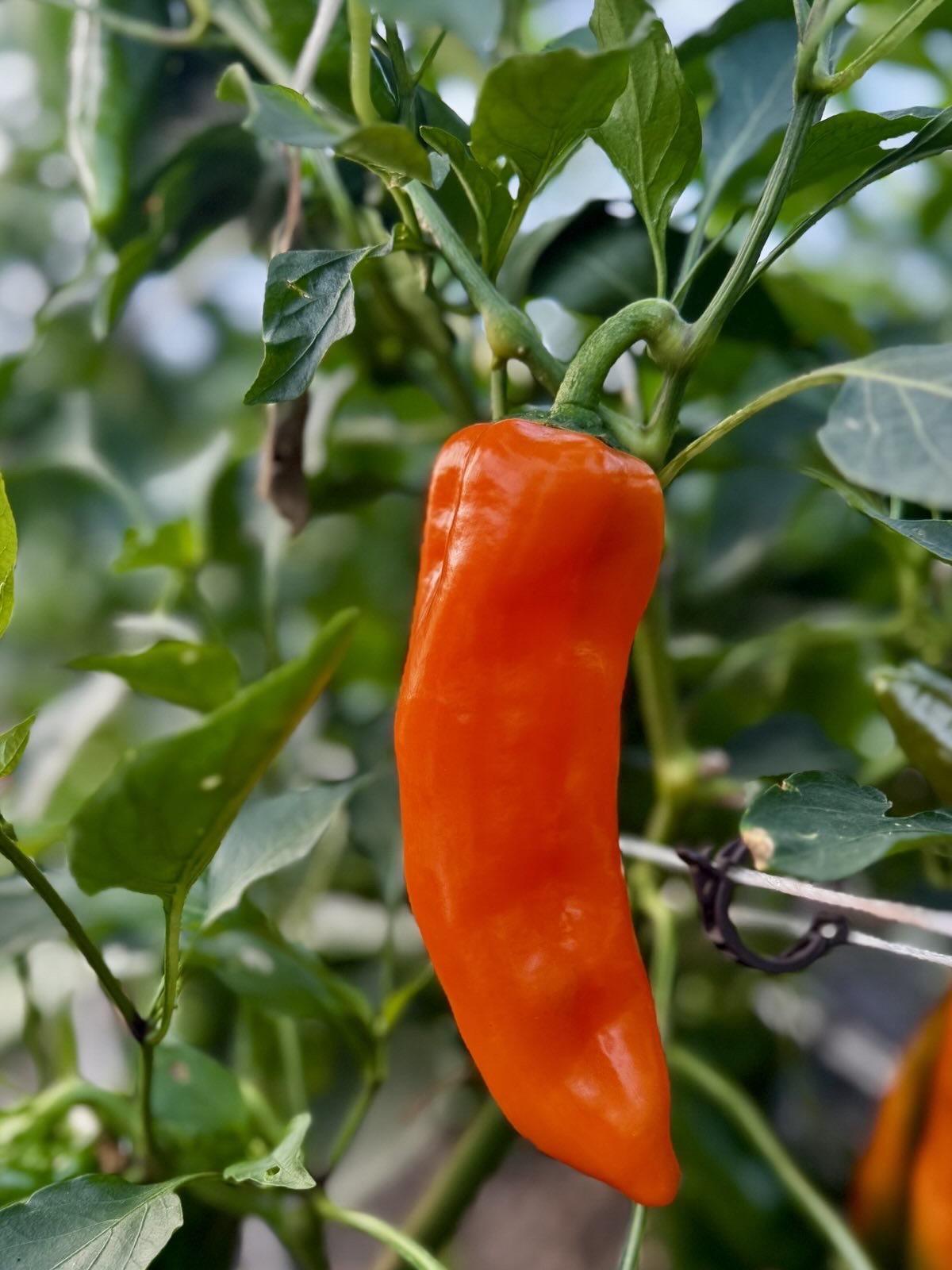 Paprika