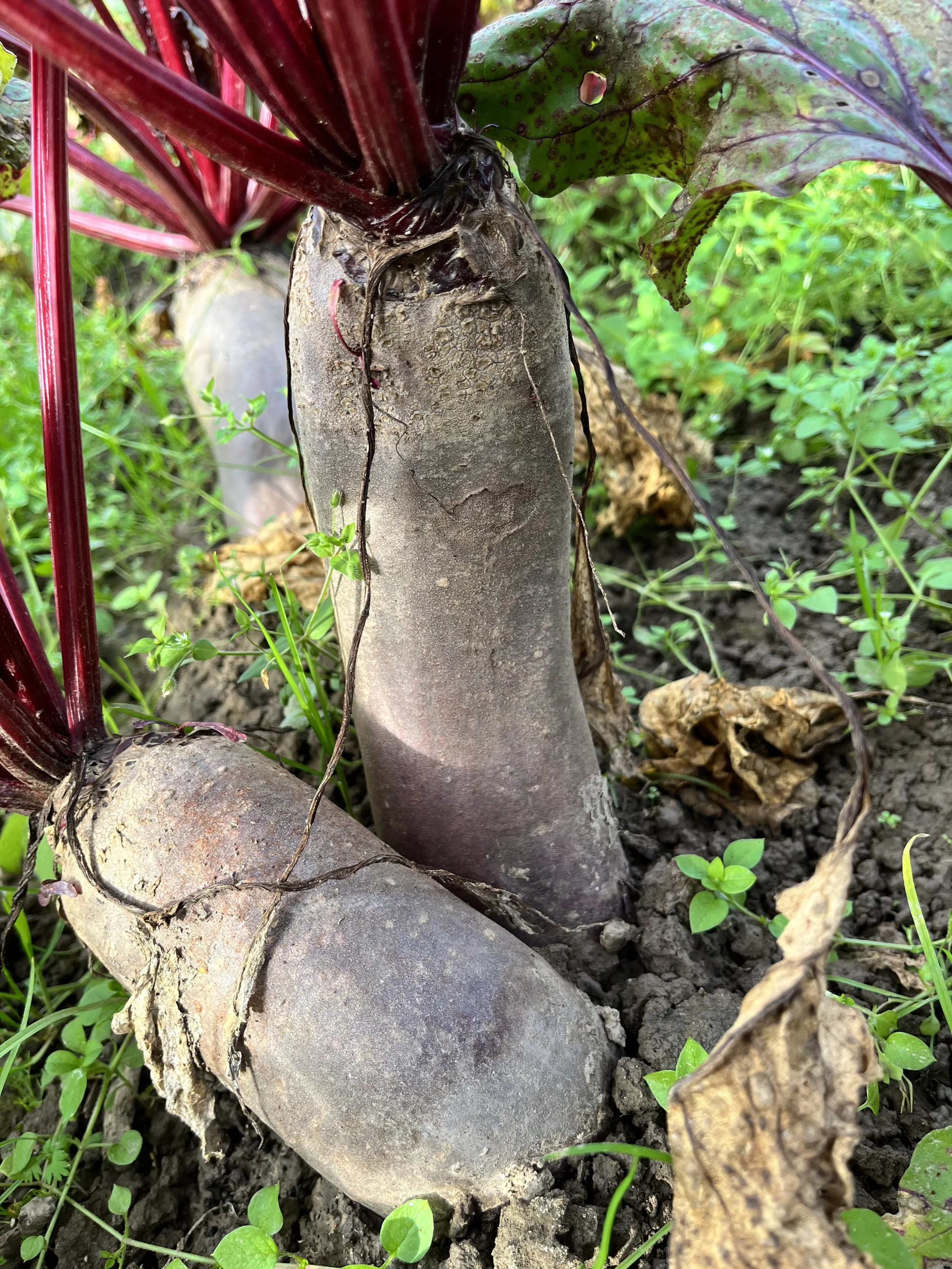 Rote Bete