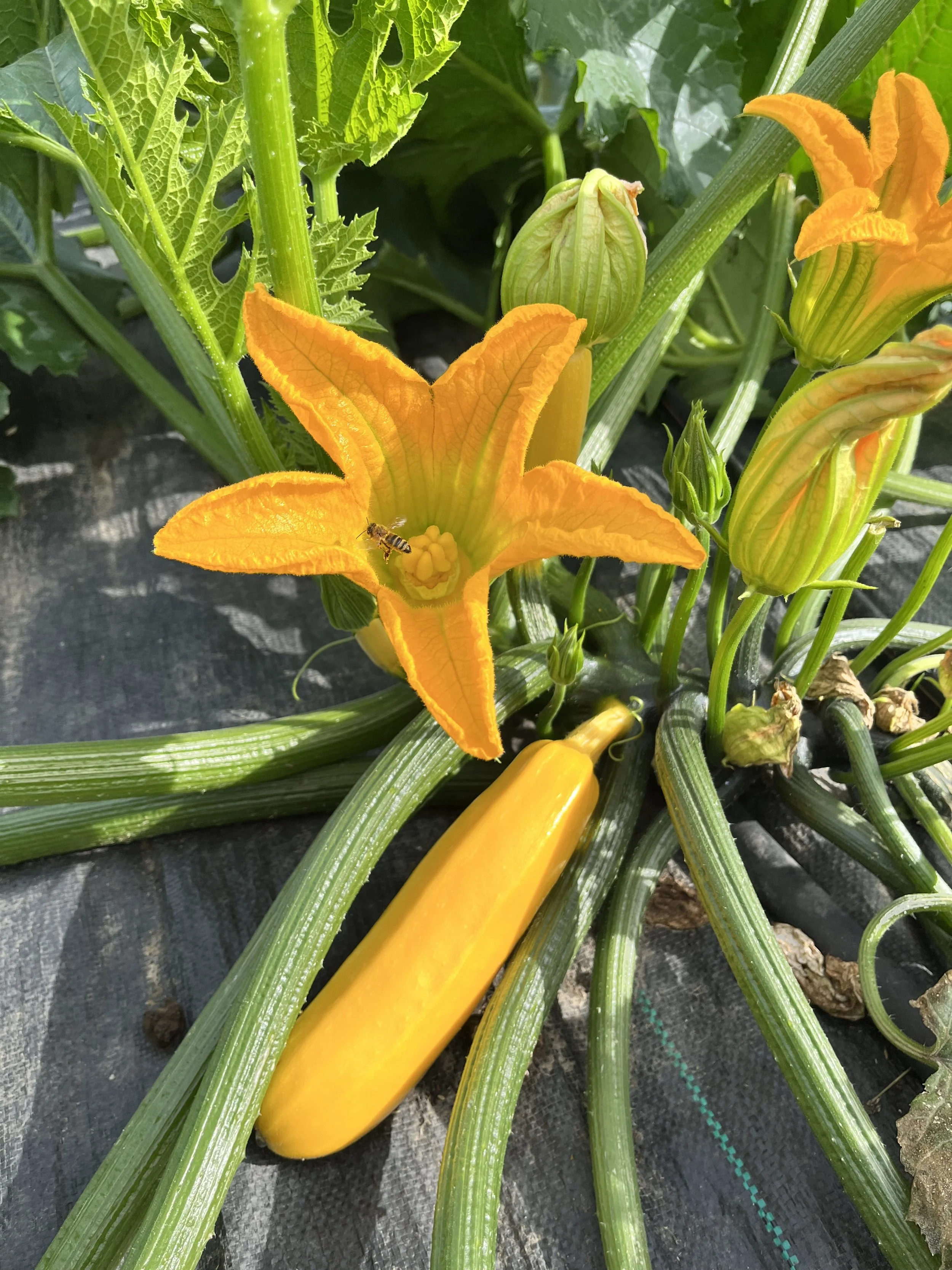 Zucchini