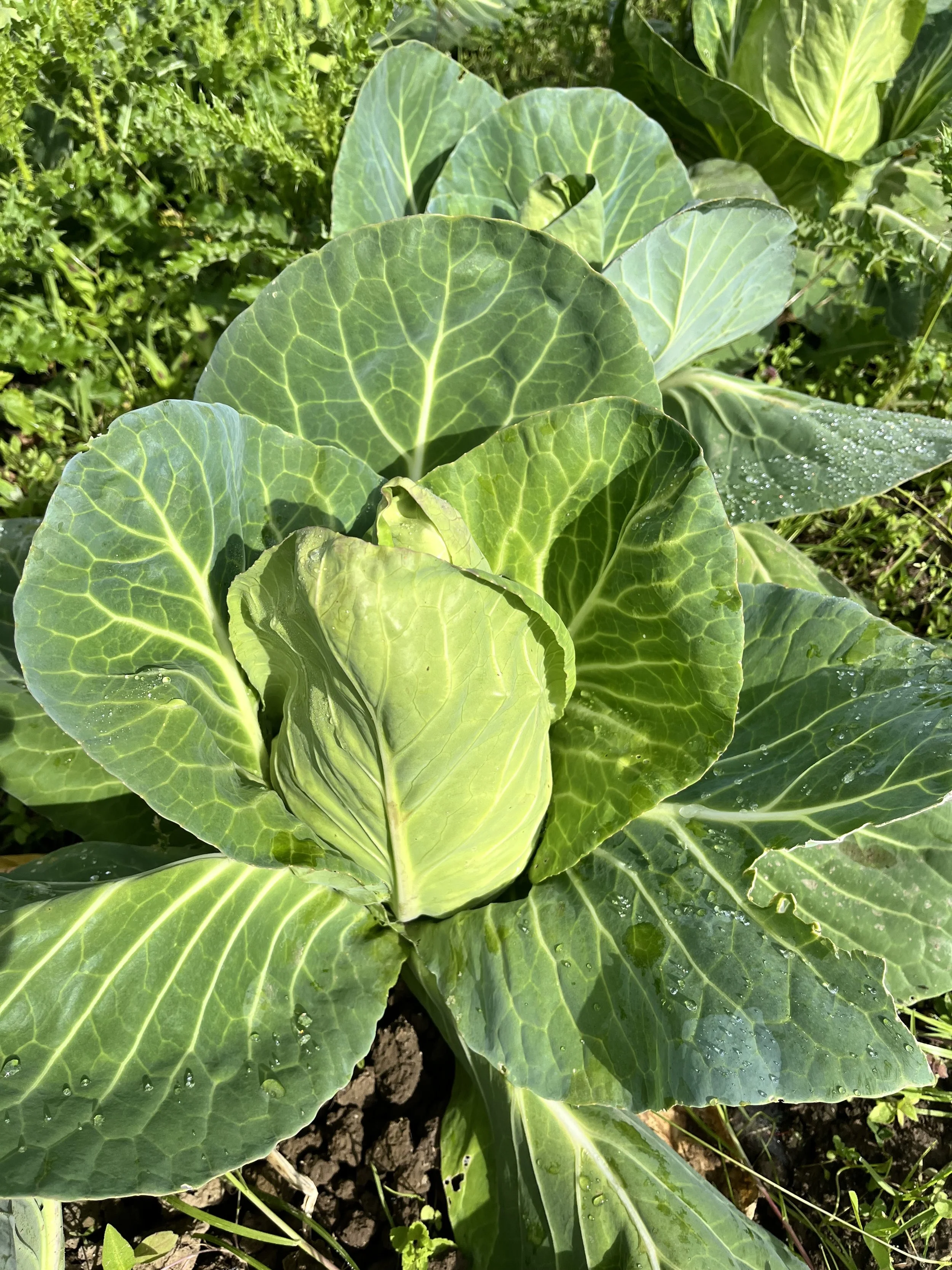 Spitzkohl