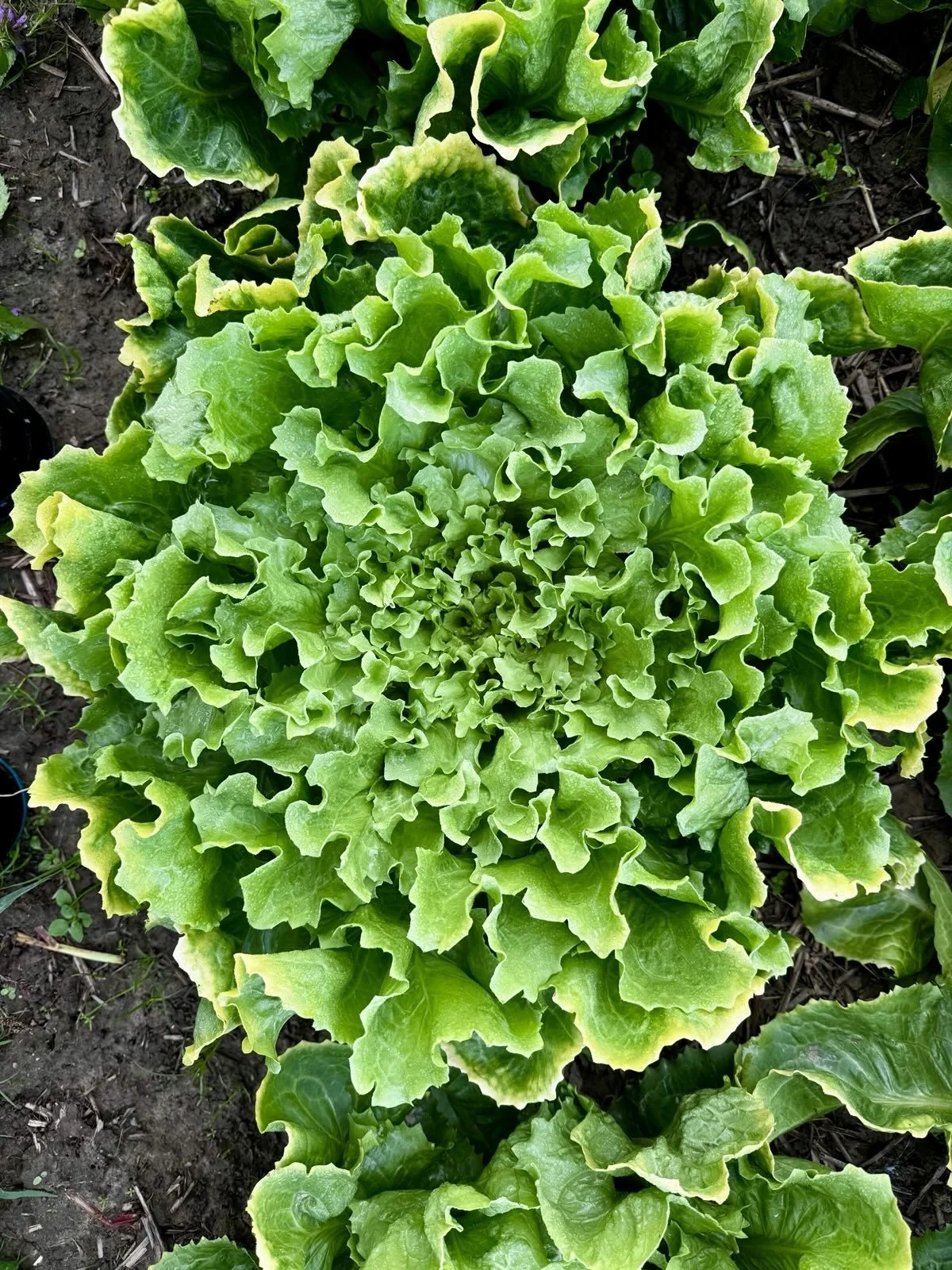 Endivie