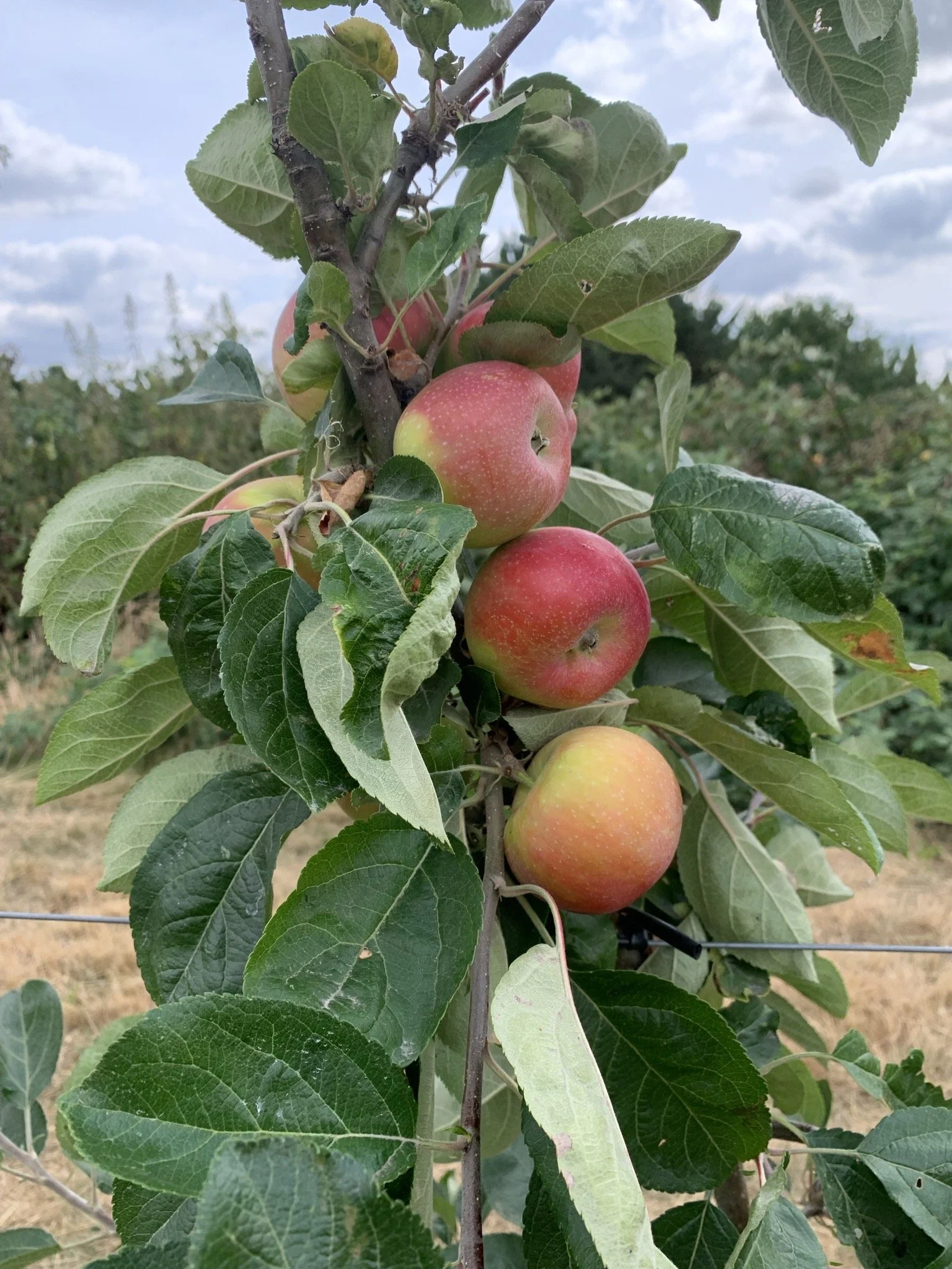 Apfel