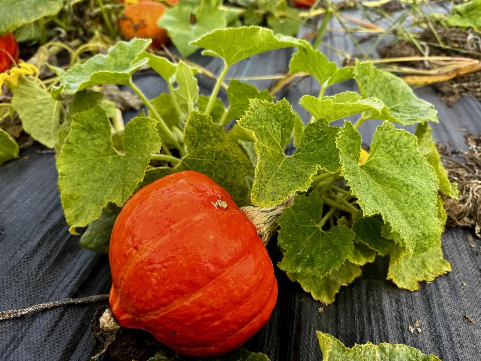 Kürbis