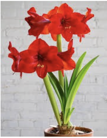 red.png