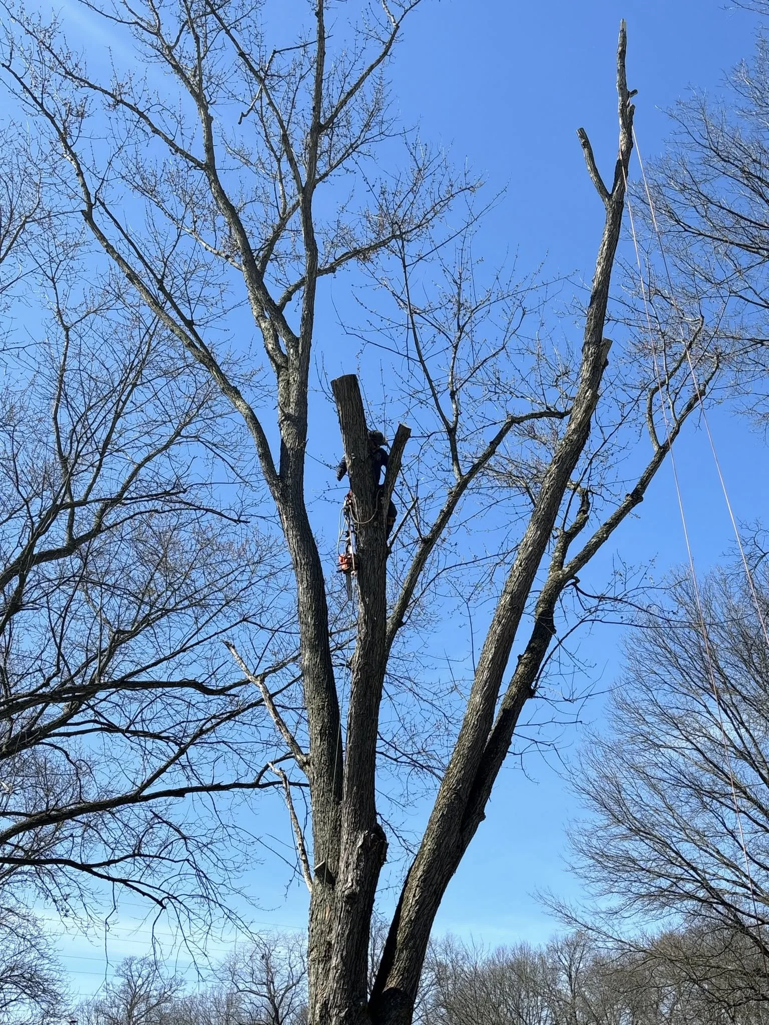 Tree Trimming
