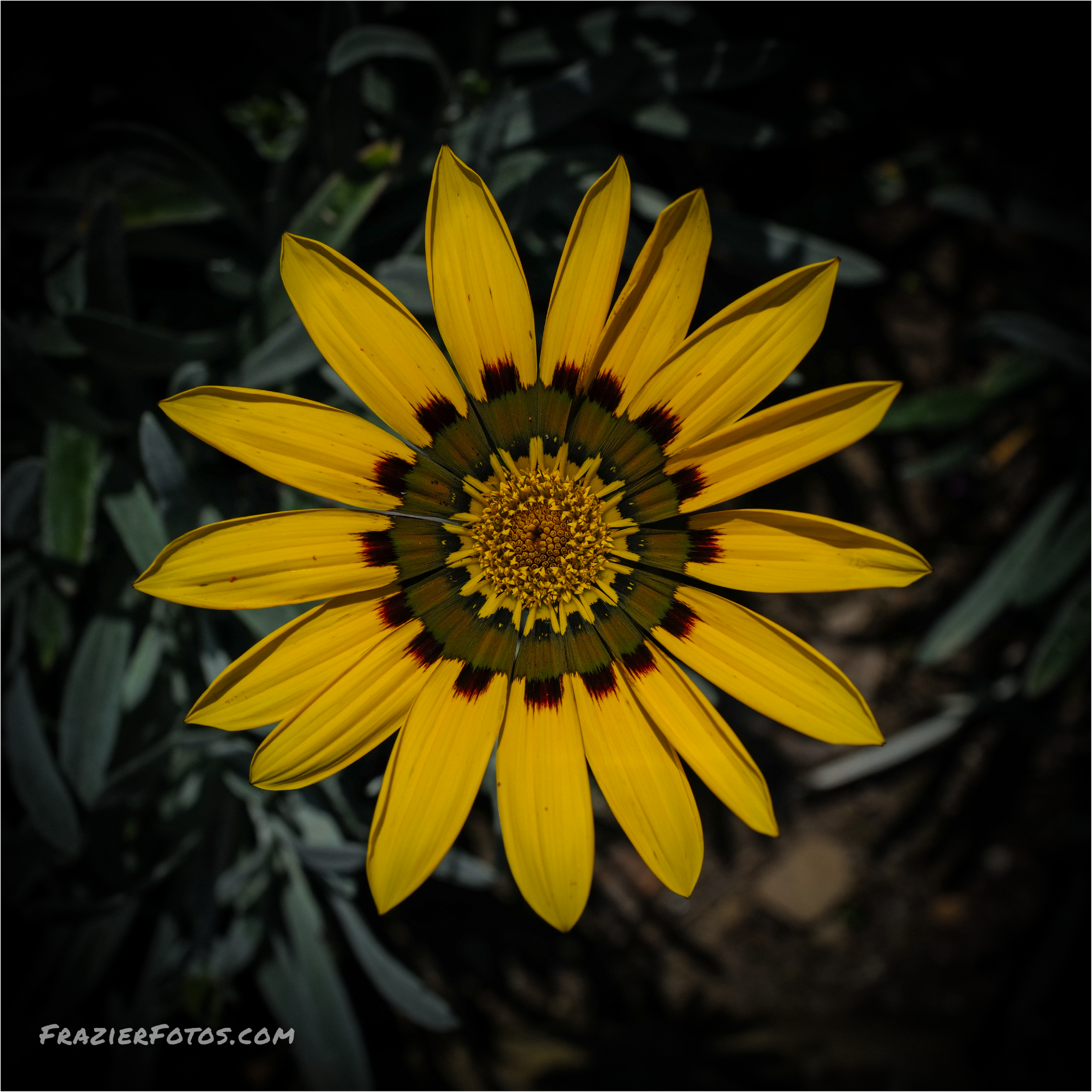 1x1 Yellow Flower.png