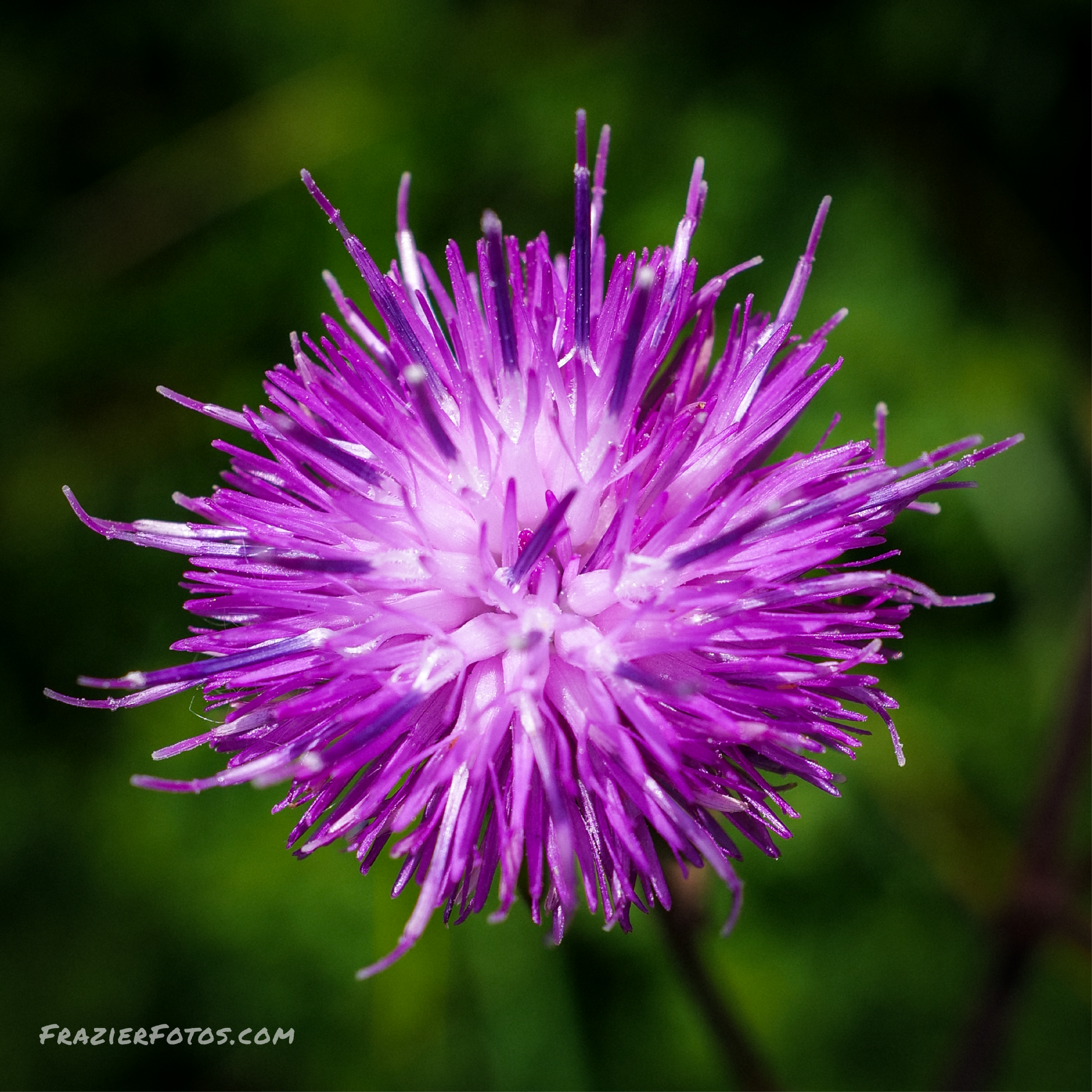 1x1 Purple Flower.png