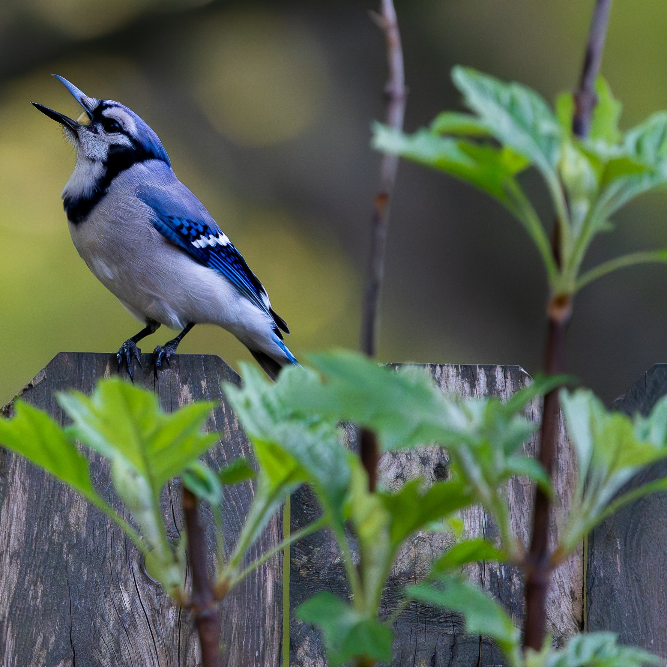 Blue Jay.jpg
