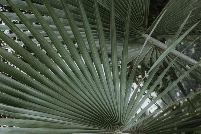 silver palm.jpg