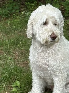 What I’ve Learned from (Reluctantly) Becoming a Dog Owner (5 minute read)