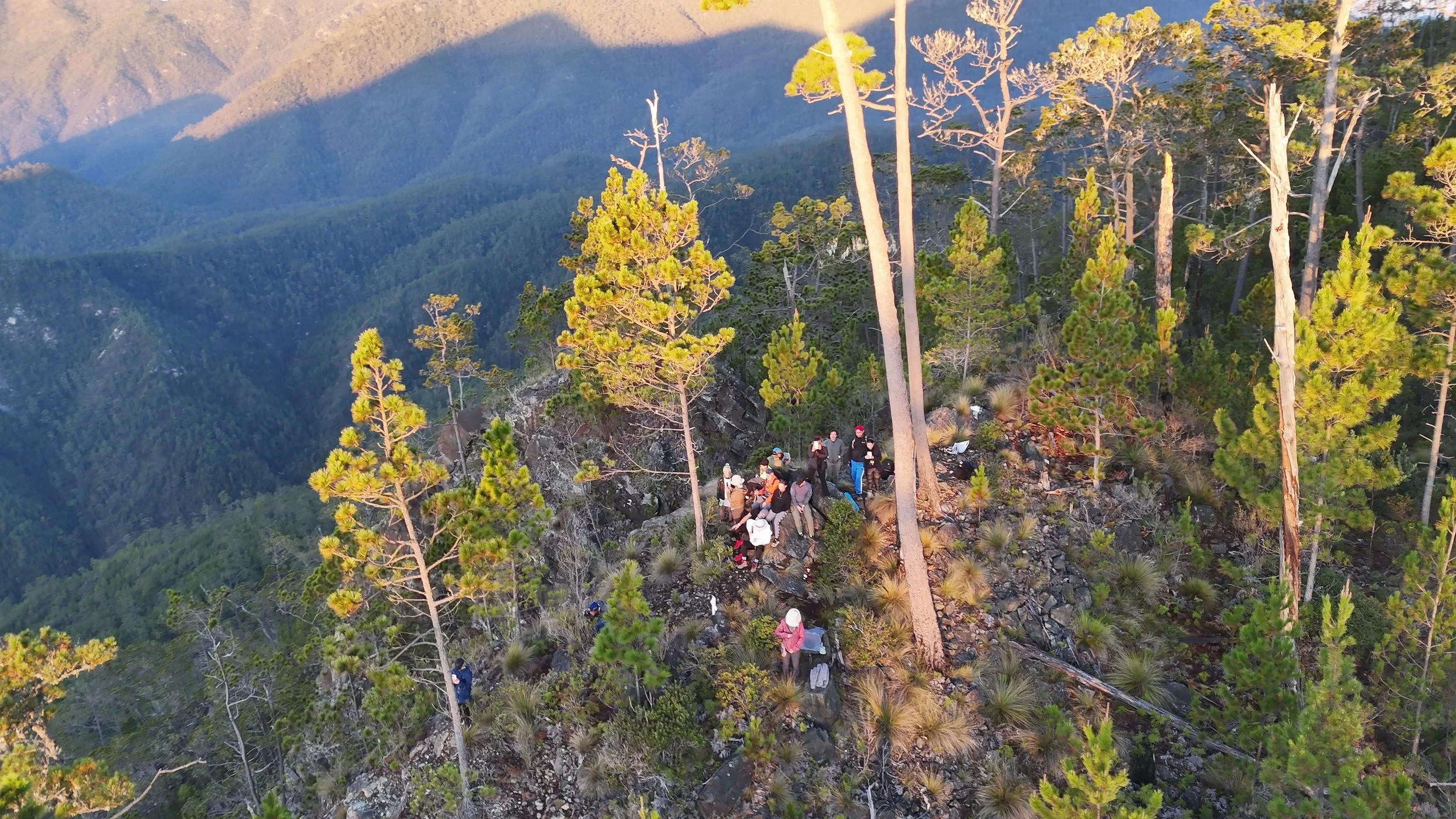 Personas en un bosque montañoso con árboles altos y vegetación densa.