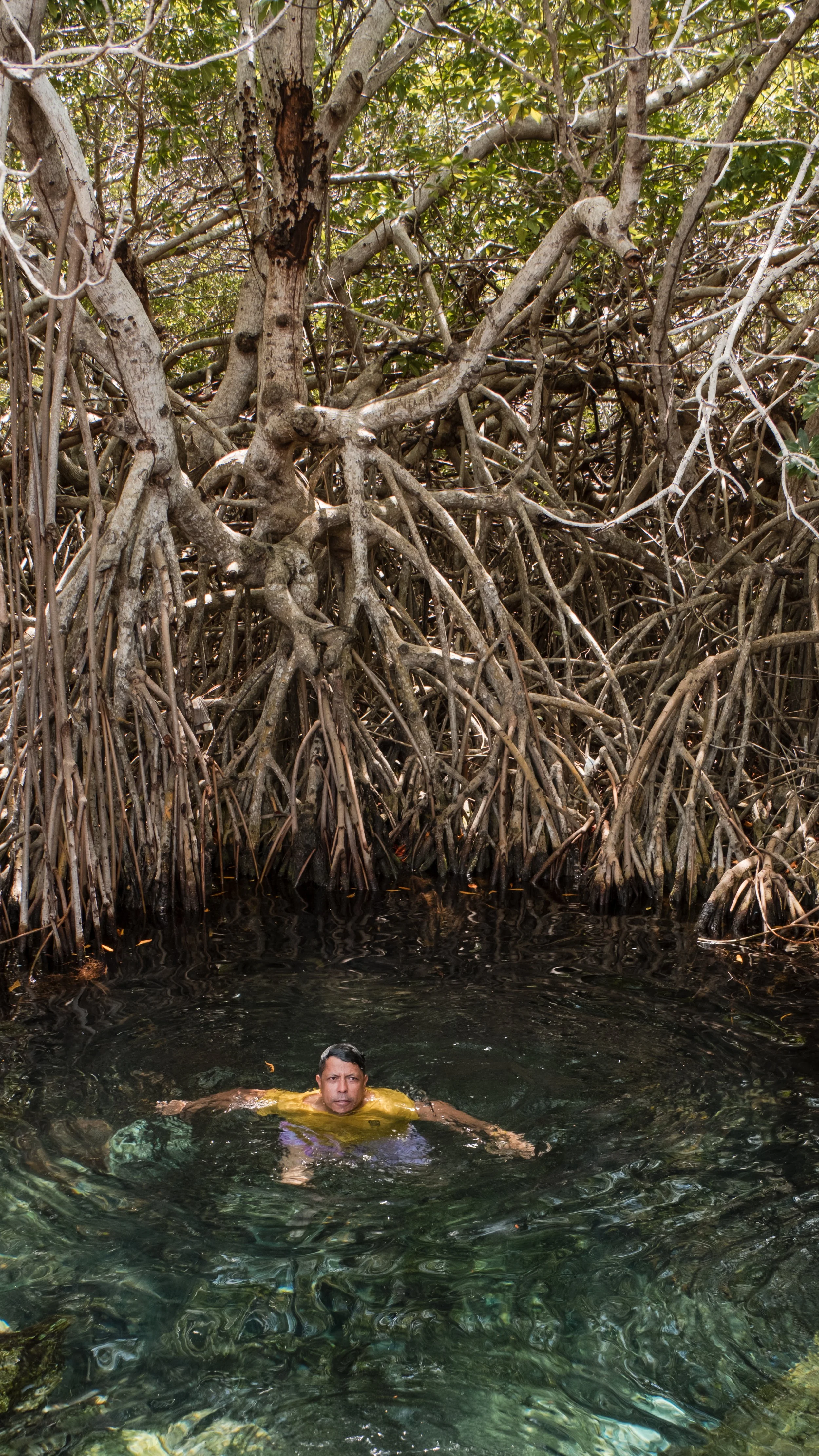 Persona nadando en agua clara rodeada de manglares frondosos.