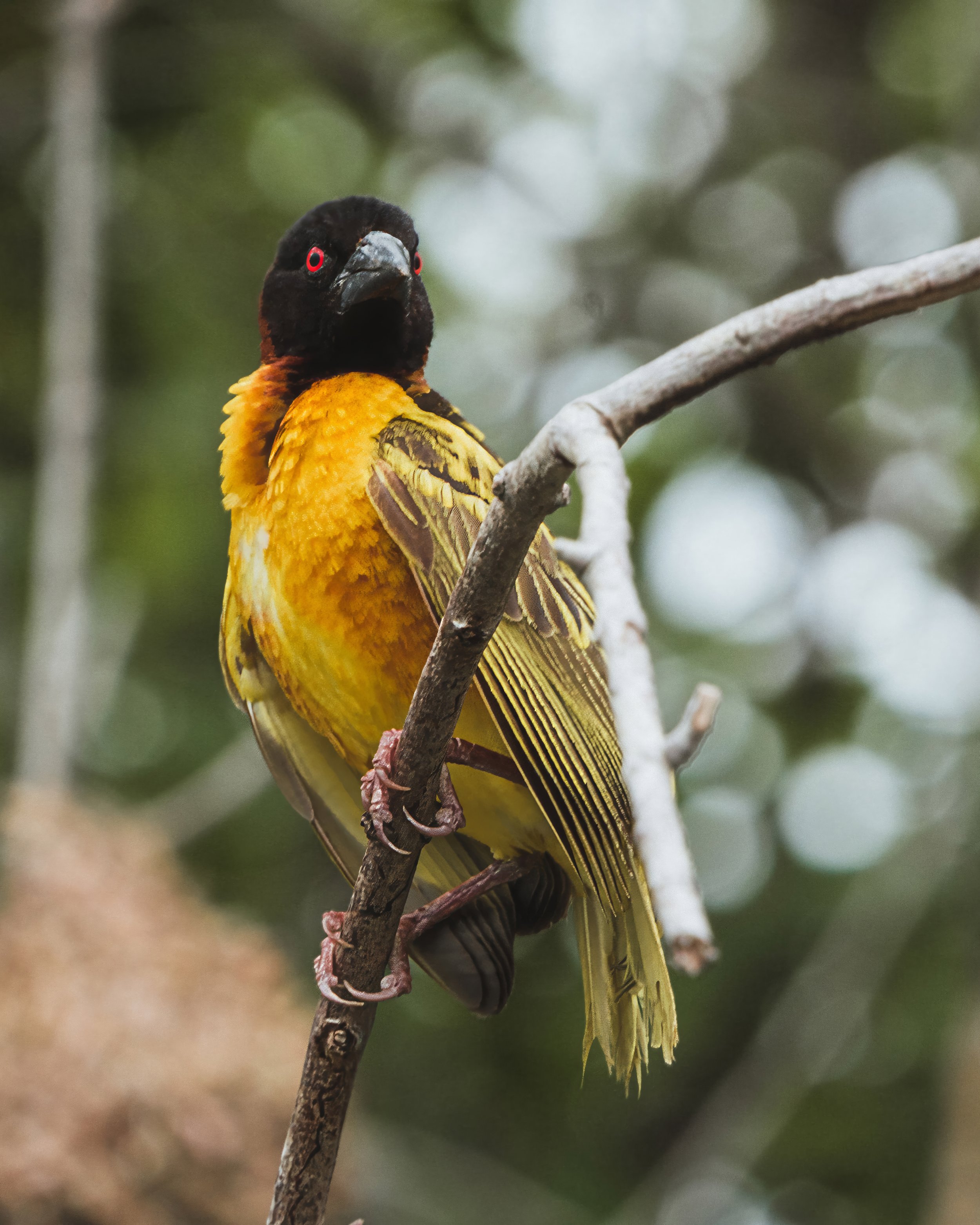 Un pájaro de plumaje amarillo y negro con ojos rojos posado en una rama.