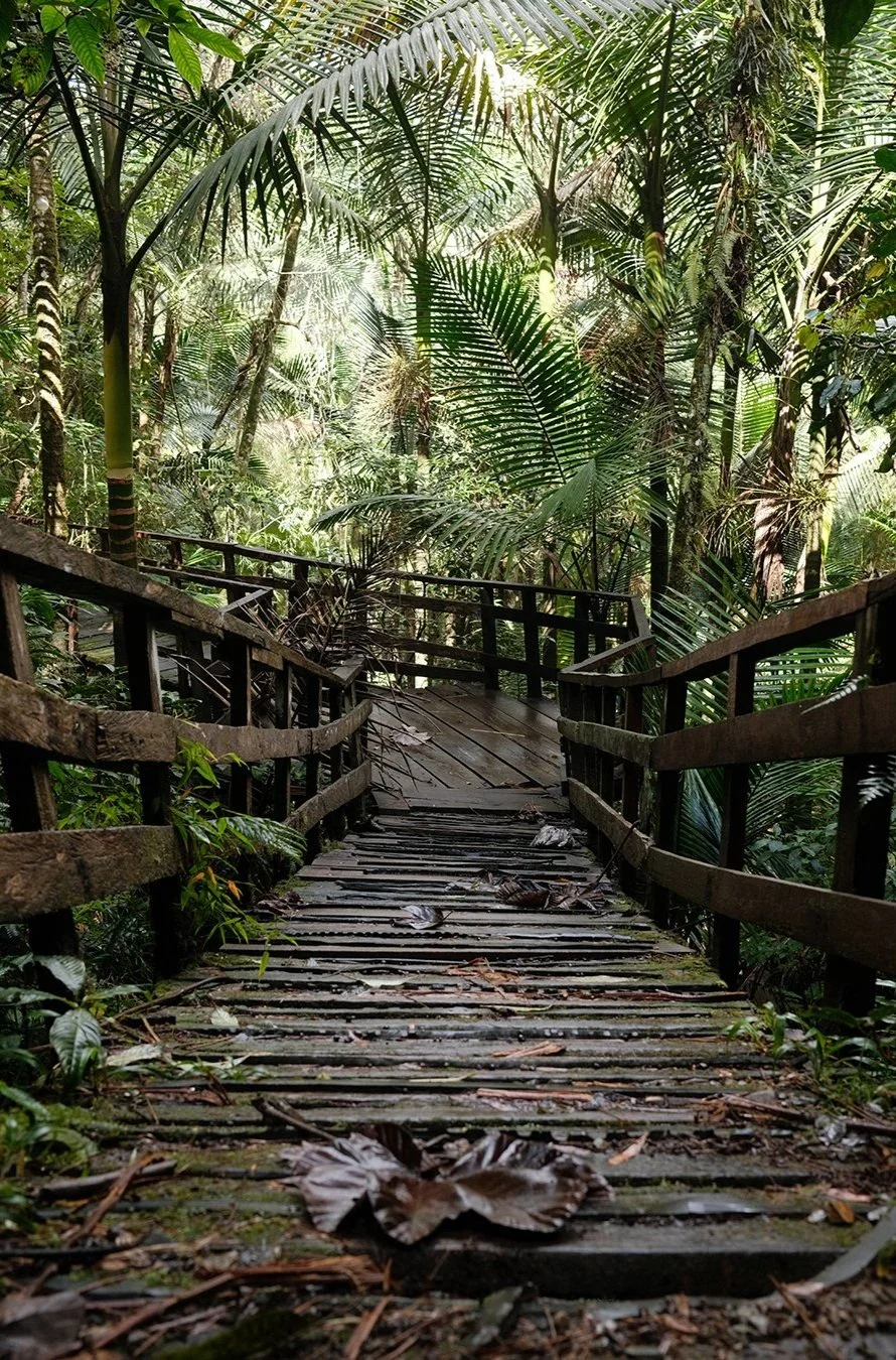 Pasarela de madera en un bosque tropical con hojas grandes y vegetación densa.
