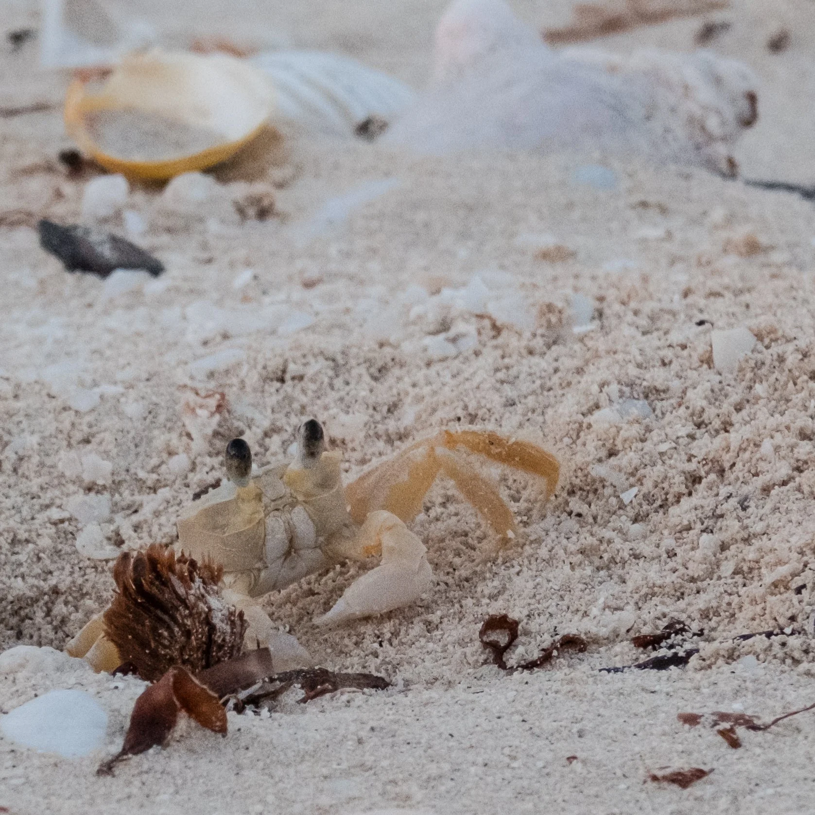 Cangrejo en la arena con conchas y una estrella de mar en el fondo.