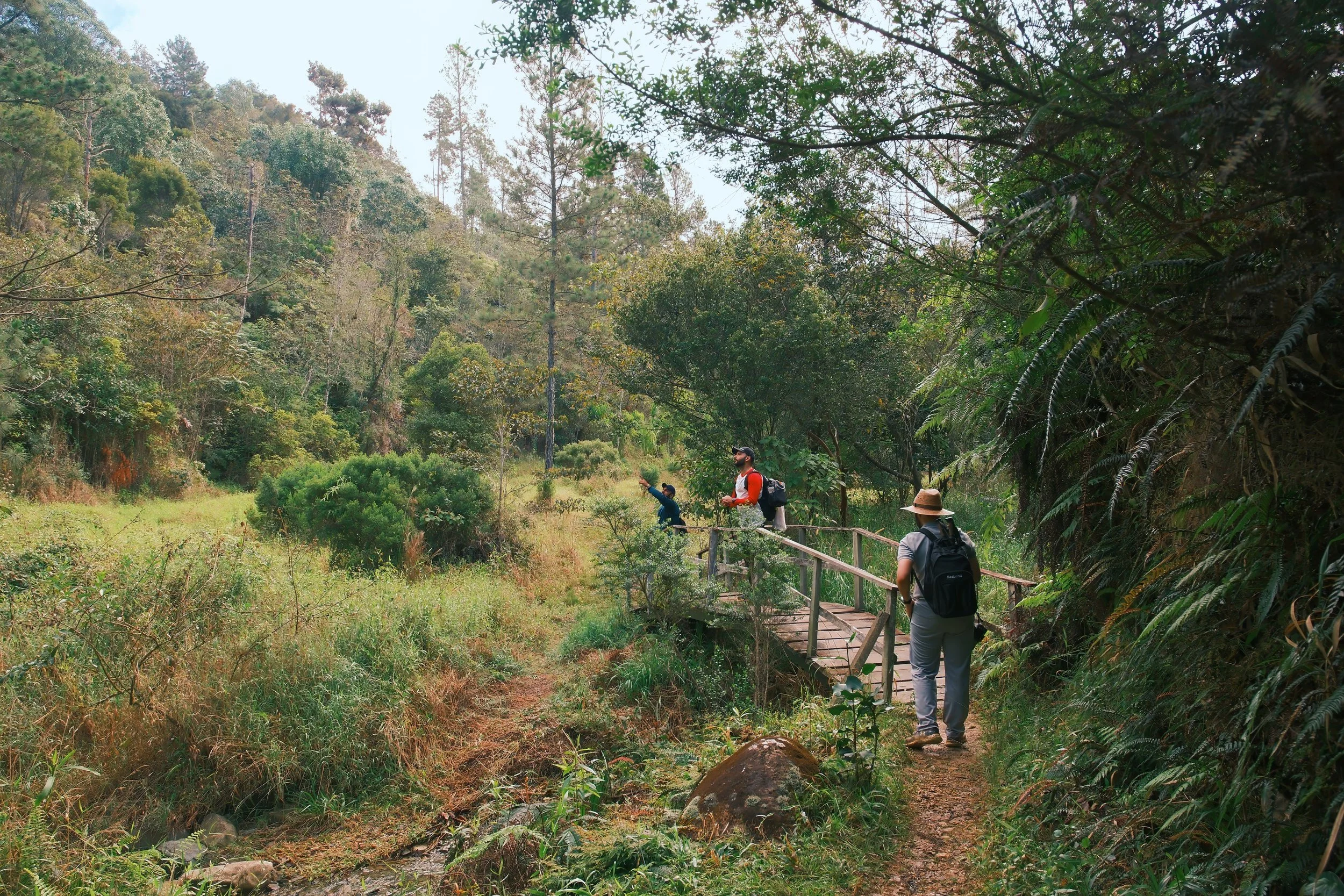 Personas caminando por un sendero en un bosque, cruzando un pequeño puente de madera, rodeadas de vegetación y árboles.