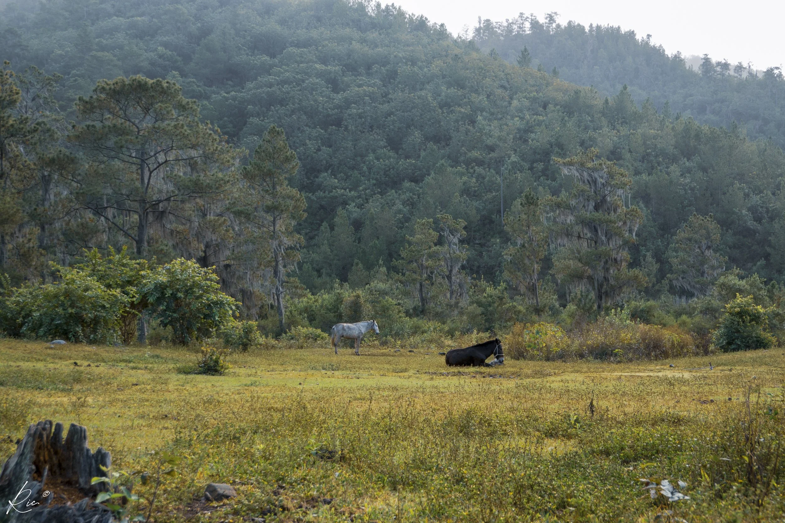 Paisaje de campo con dos caballos pastando, rodeado de árboles y vegetación verde.