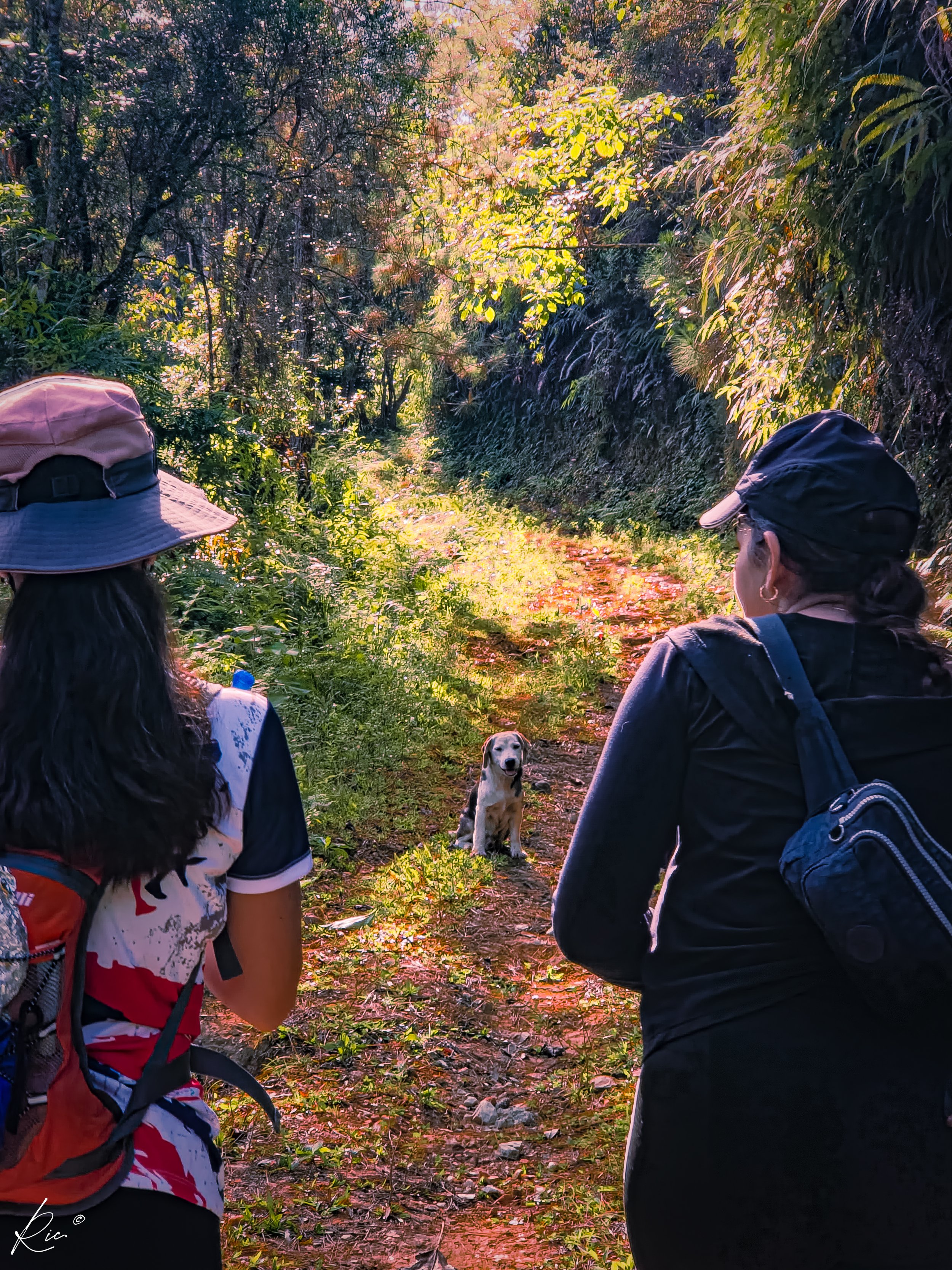 Dos personas caminando por un sendero en un bosque con un perro sentado en el camino.