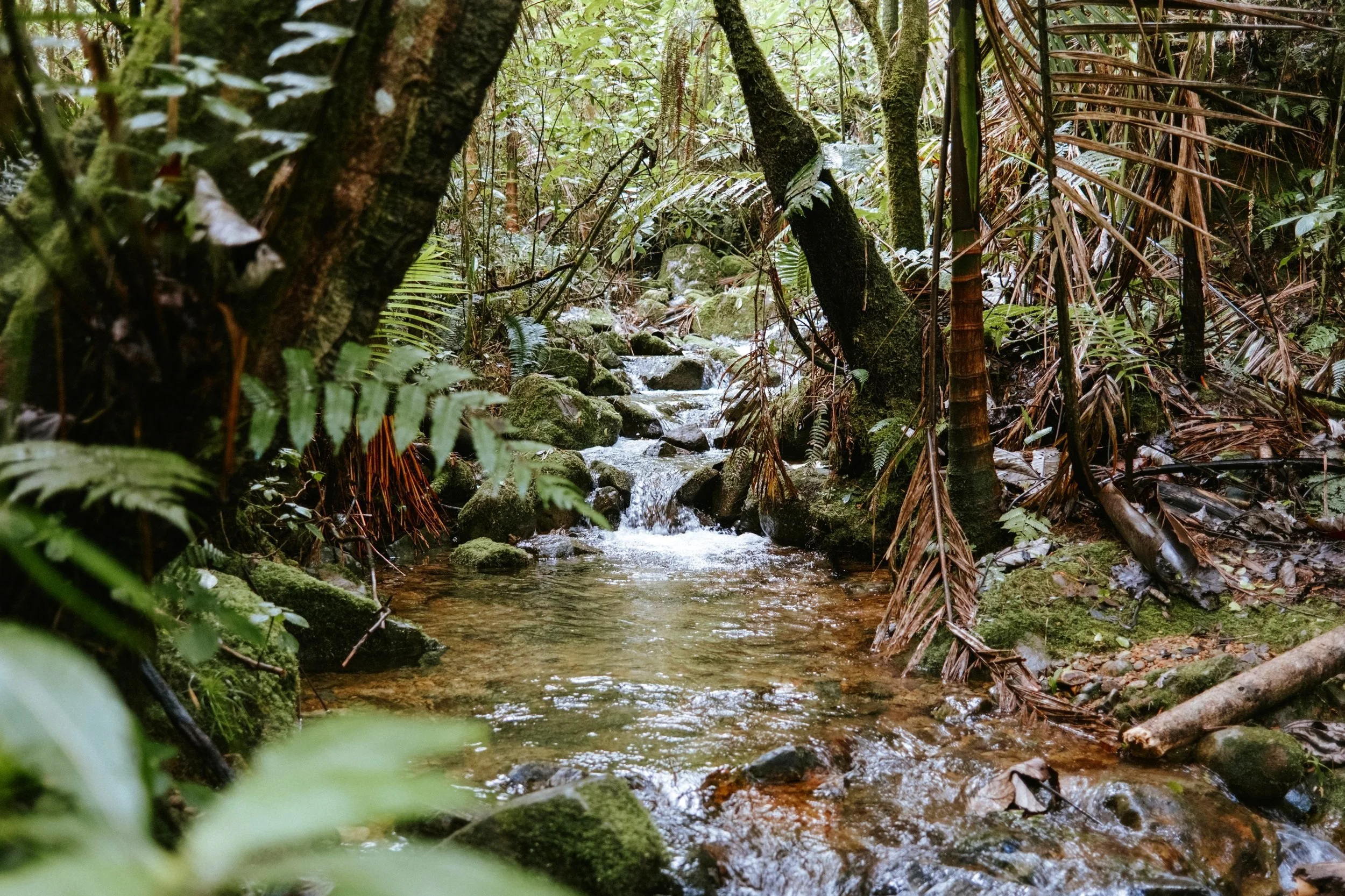 Paisaje de un pequeño arroyo en un bosque tropical, rodeado de vegetación y rocas cubiertas de musgo.
