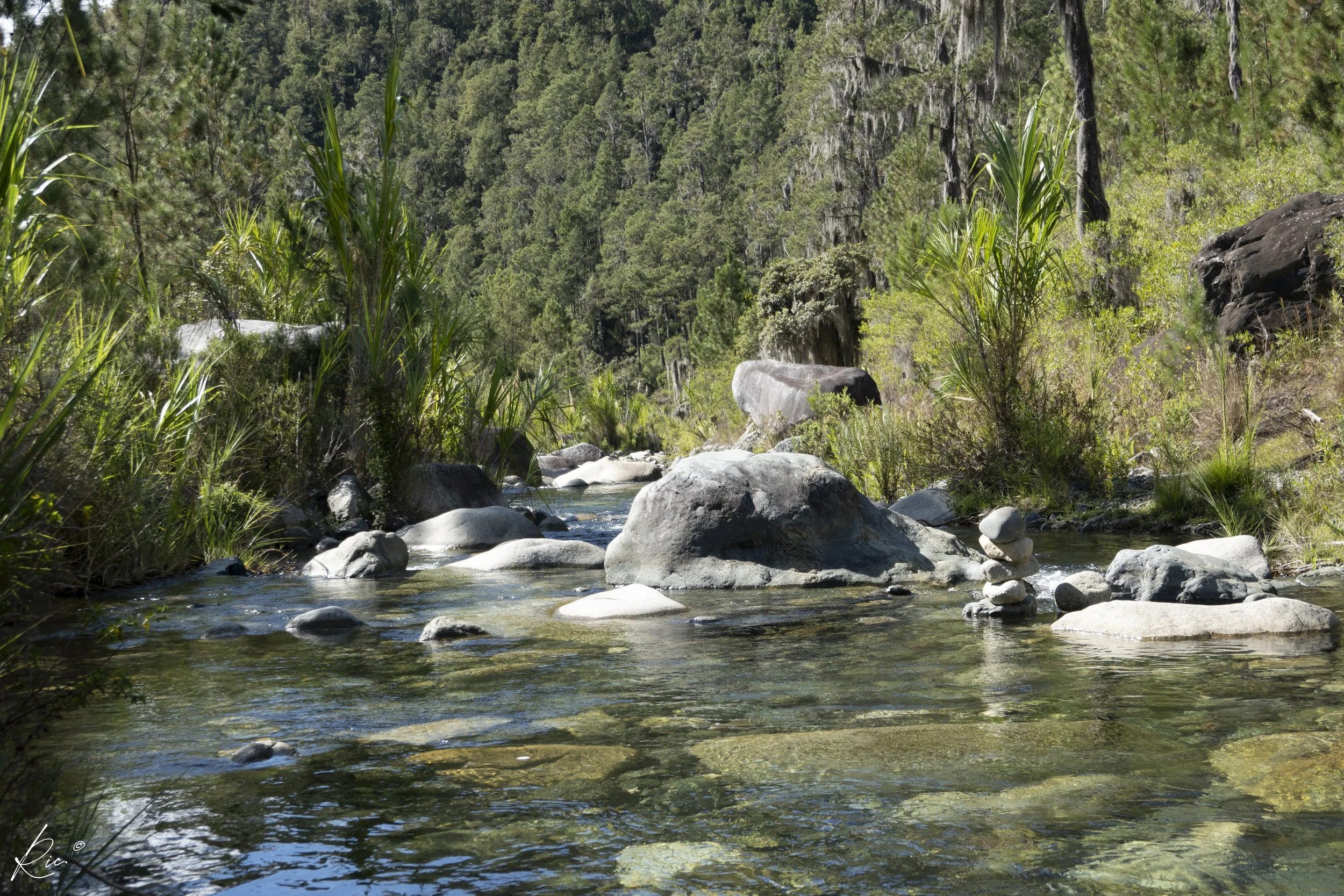 Un arroyo de agua clara con piedras y rocas en un entorno natural con vegetación y árboles al fondo.