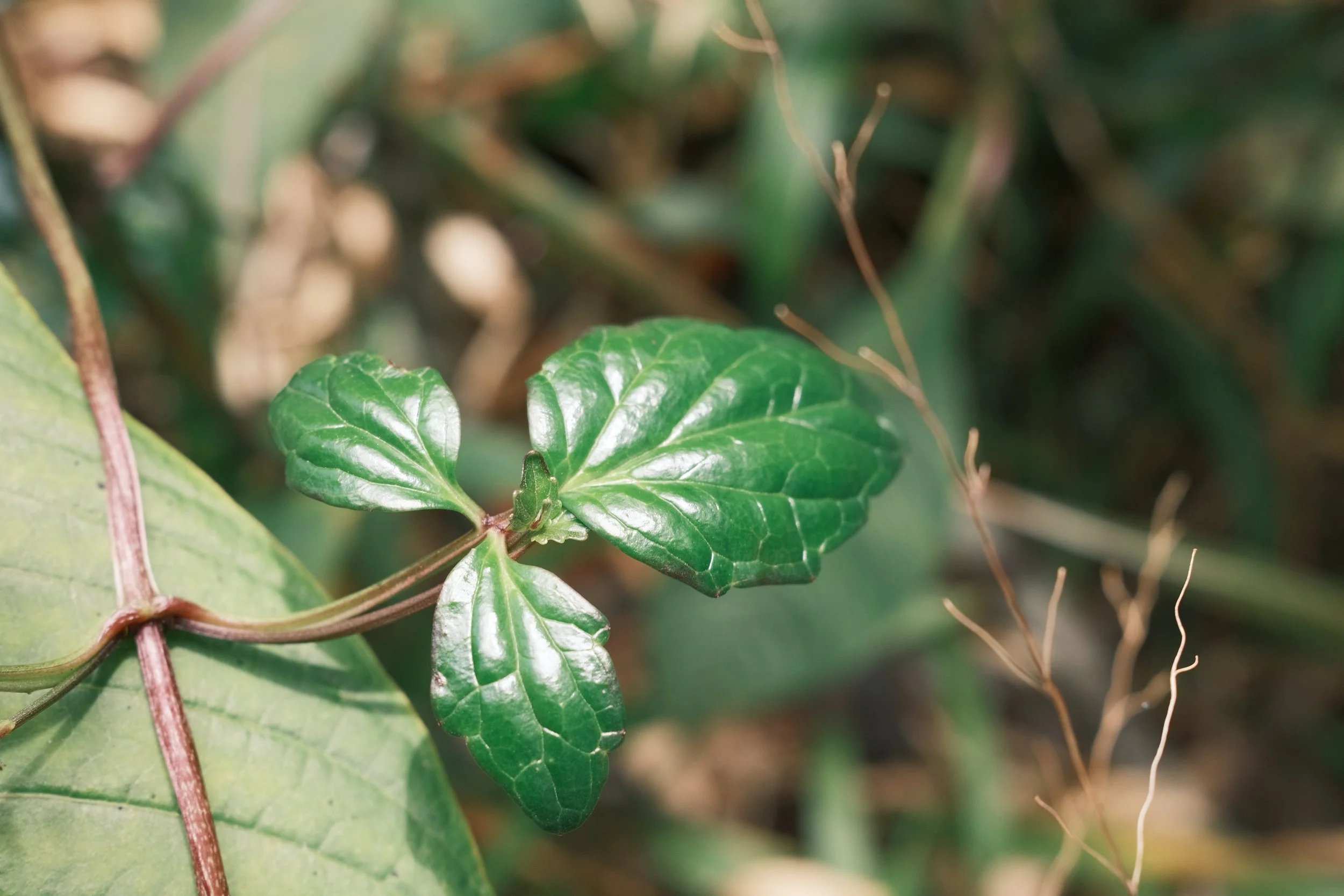 Primer plano de una planta con hojas verdes brillantes y tallo marrón, rodeada de vegetación.
