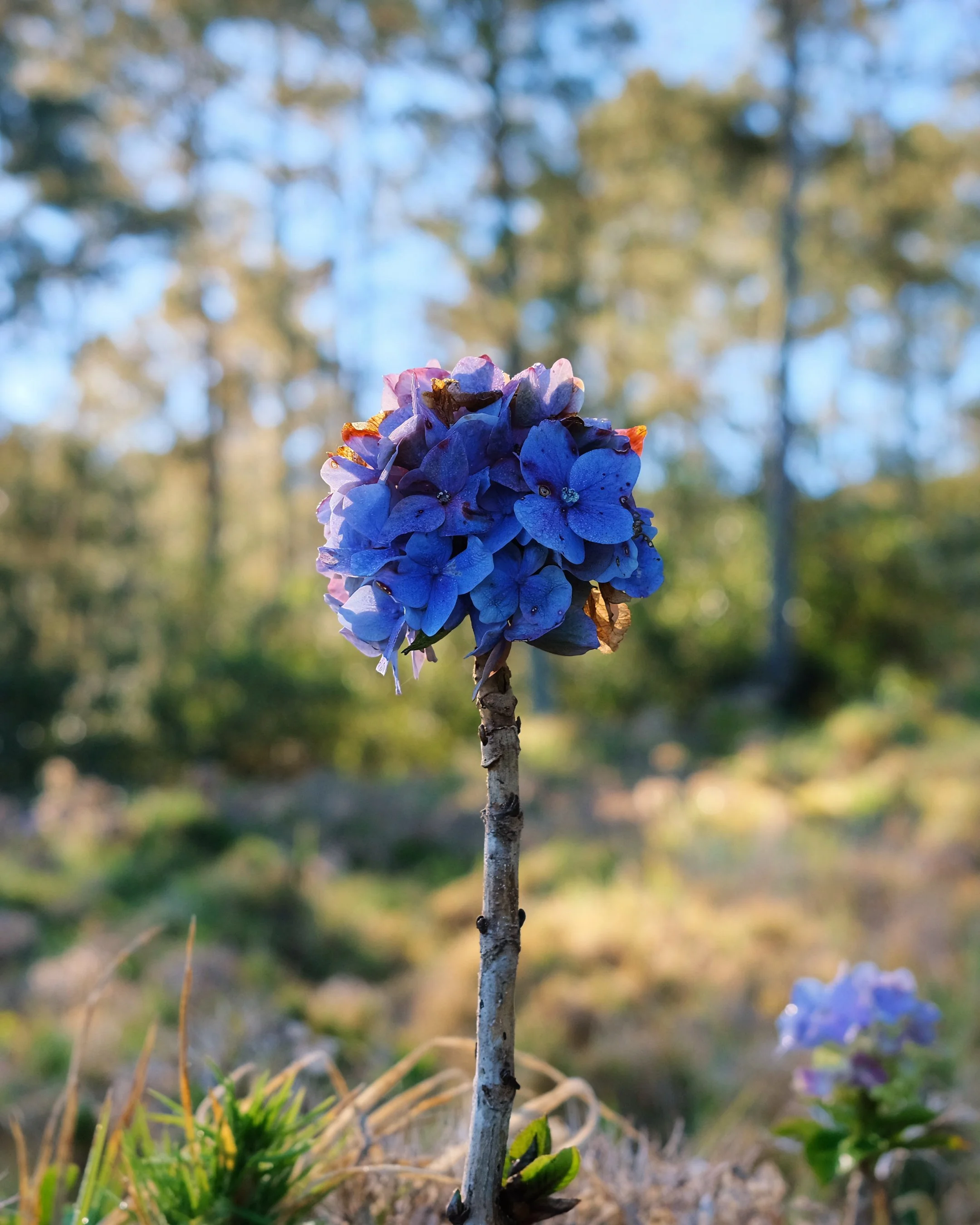 Flor azul de hortensia en un campo con árboles desenfocados al fondo.