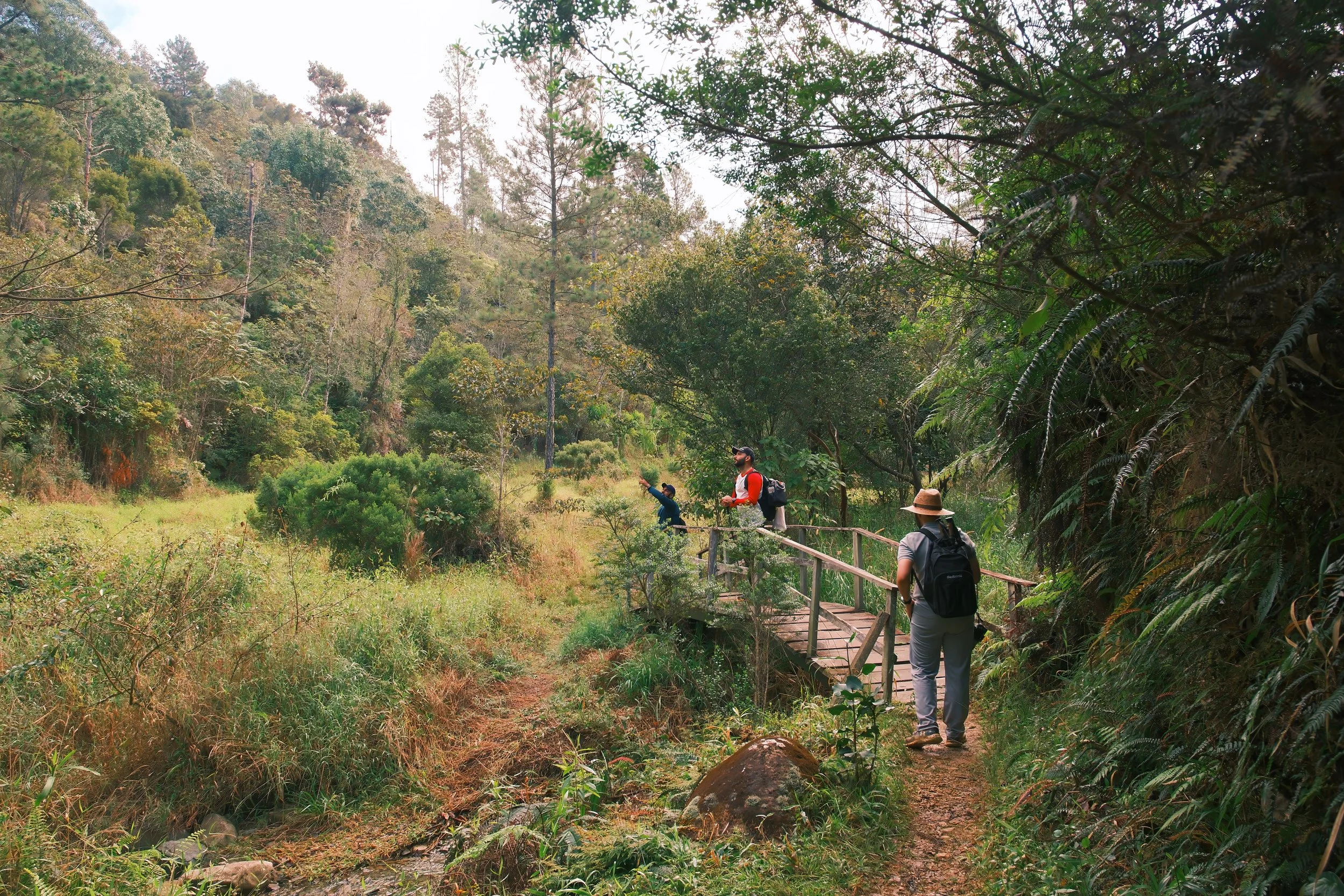 Personas caminando por un puente de madera en un sendero forestal, rodeado de árboles y vegetación.