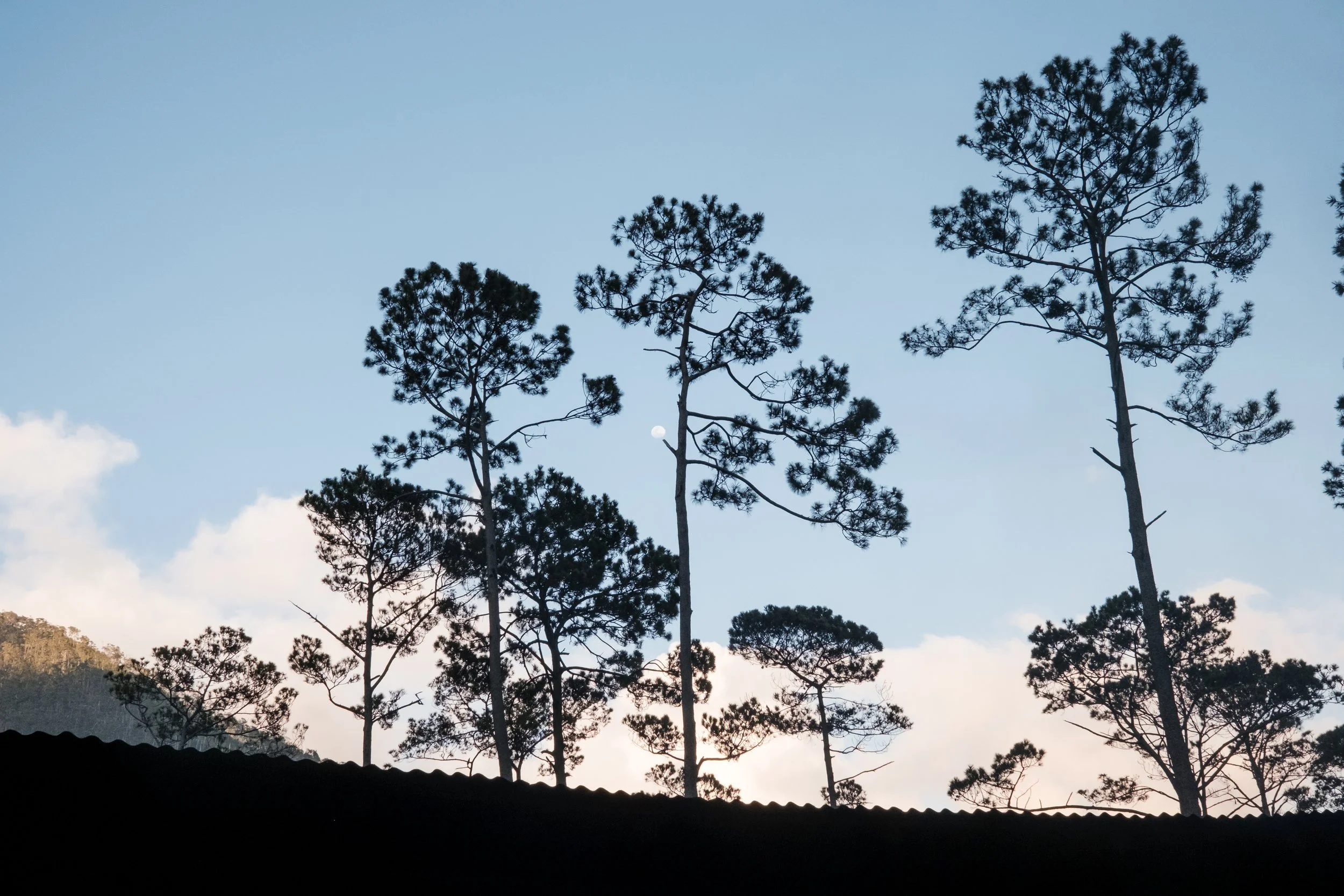 Árboles altos contra el cielo azul con algunas nubes blancas en el fondo al atardecer.