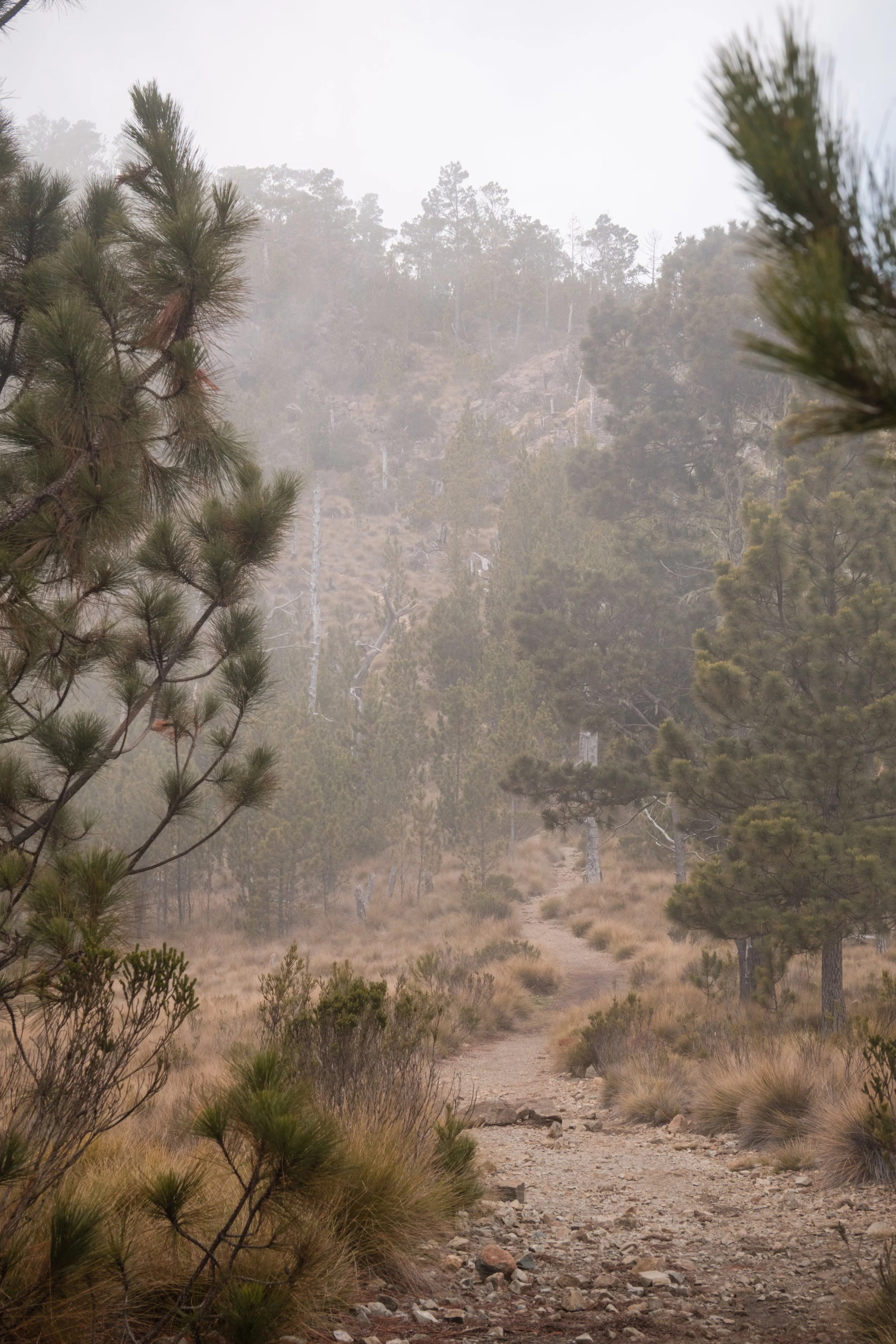 Sendero montañoso con niebla y pinos, rodeado de vegetación y arbustos en un entorno natural.