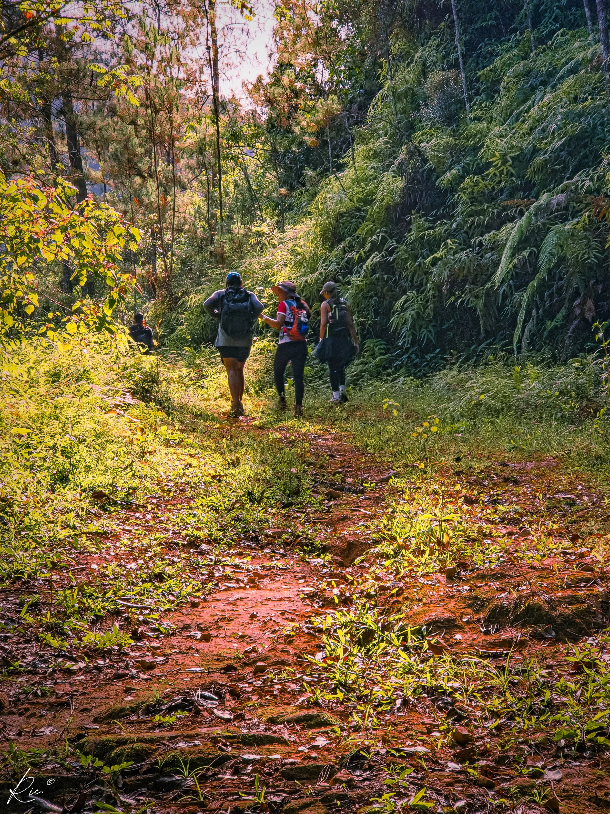 Un grupo de personas caminando en un sendero rodeado de vegetación en un bosque.