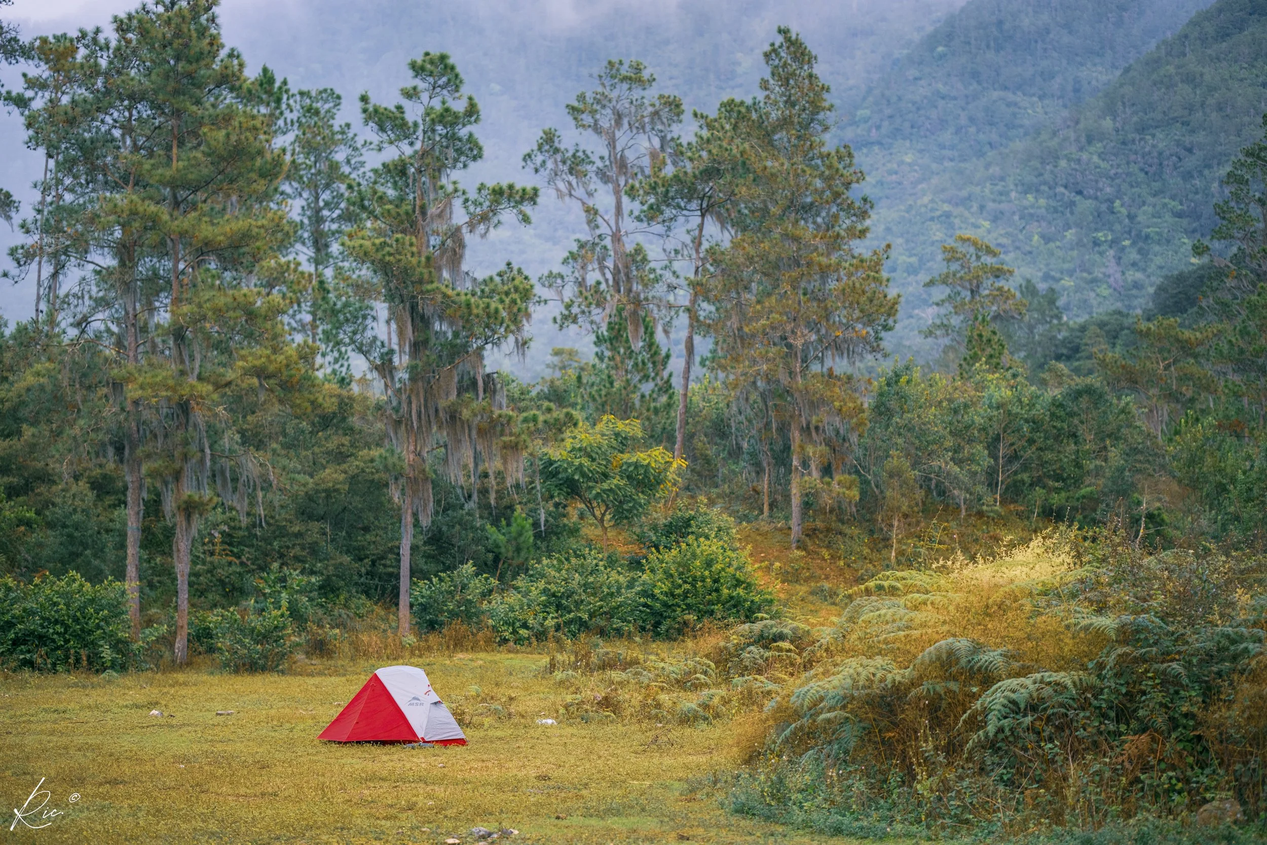 Tienda de campaña roja y blanca en un claro de bosque con árboles altos y montañas al fondo.
