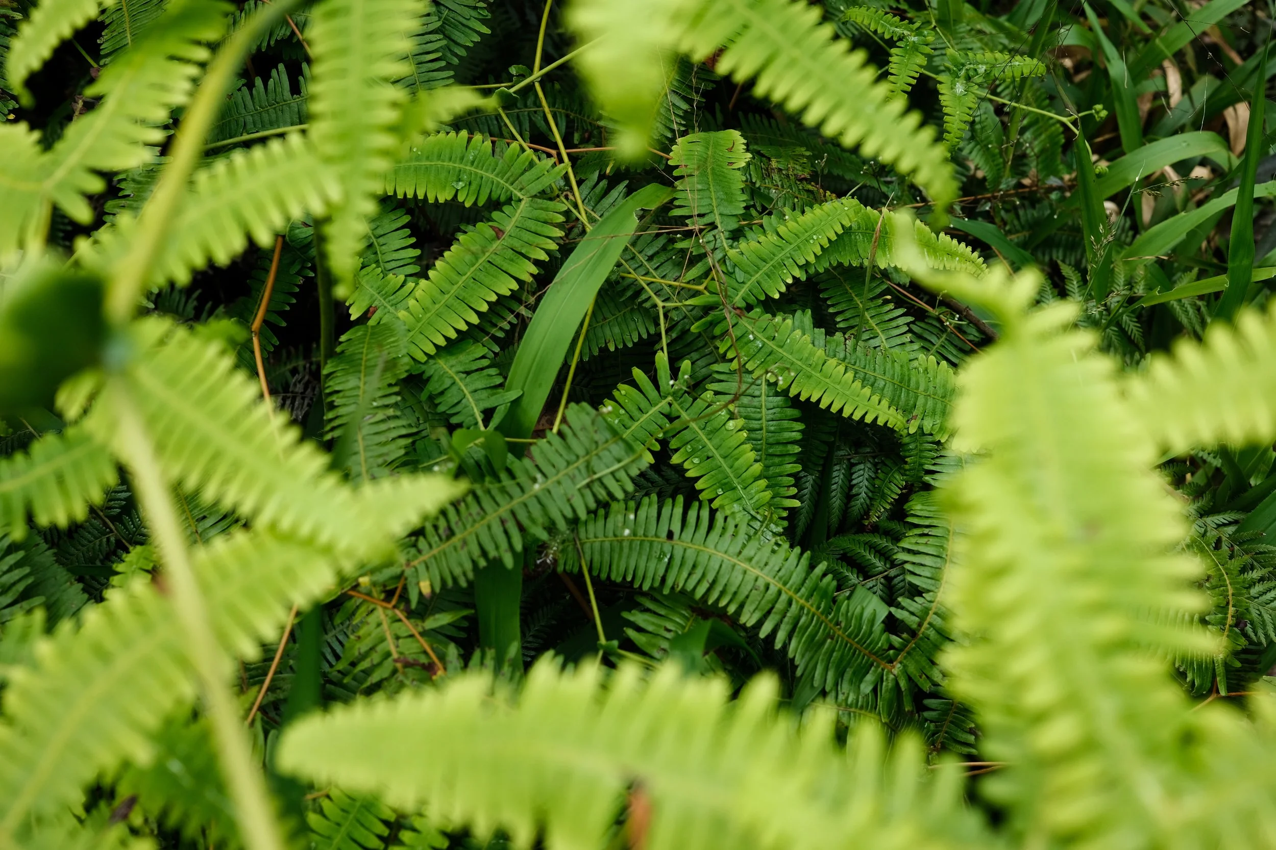 Helechos verdes con hojas alargadas en un jardín.