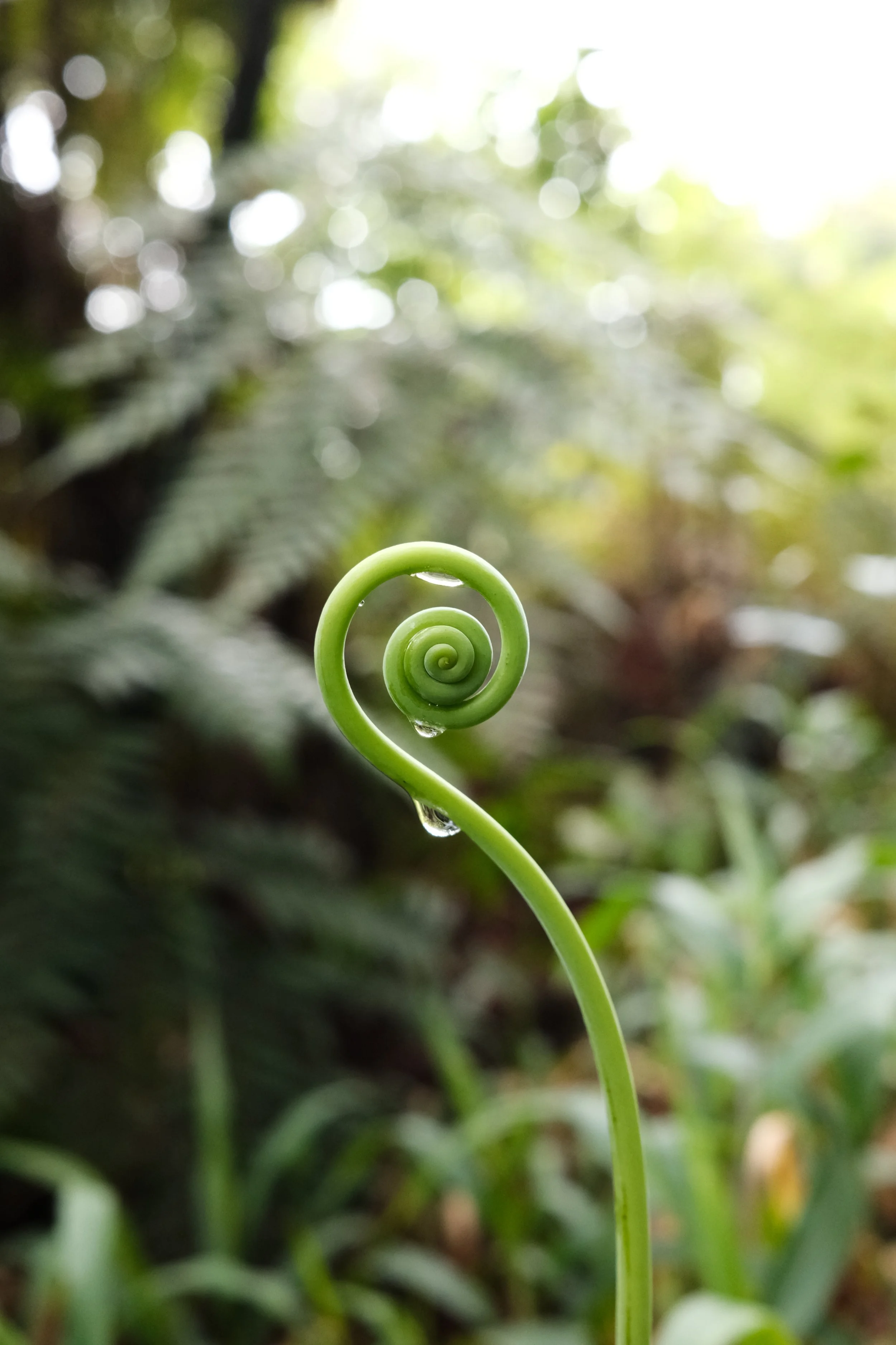 Broto de helecho con gotas de agua en un entorno natural.