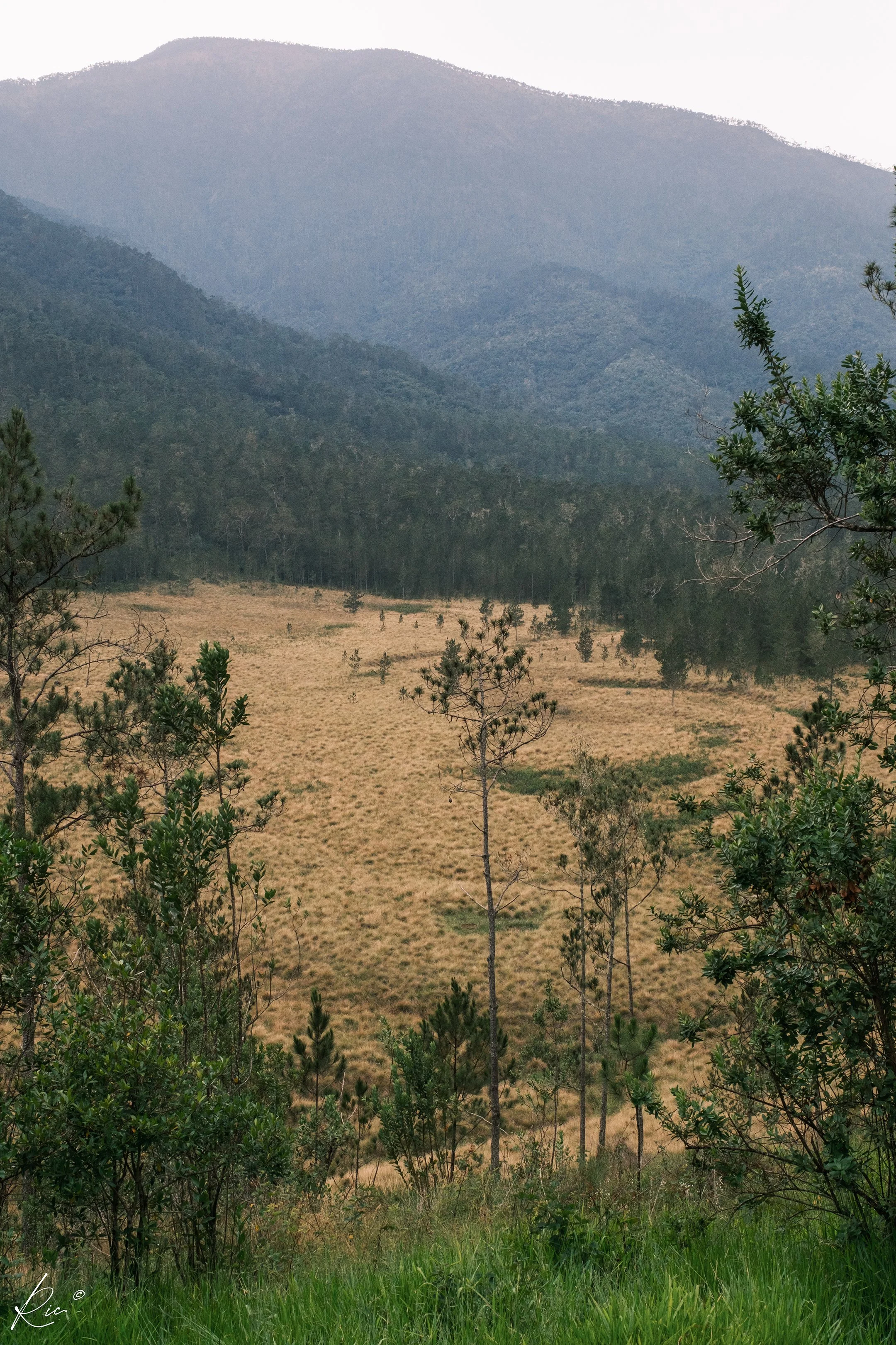 Paisaje montañoso con pastizales y árboles, colinas cubiertas de bosque al fondo, cielo nublado.