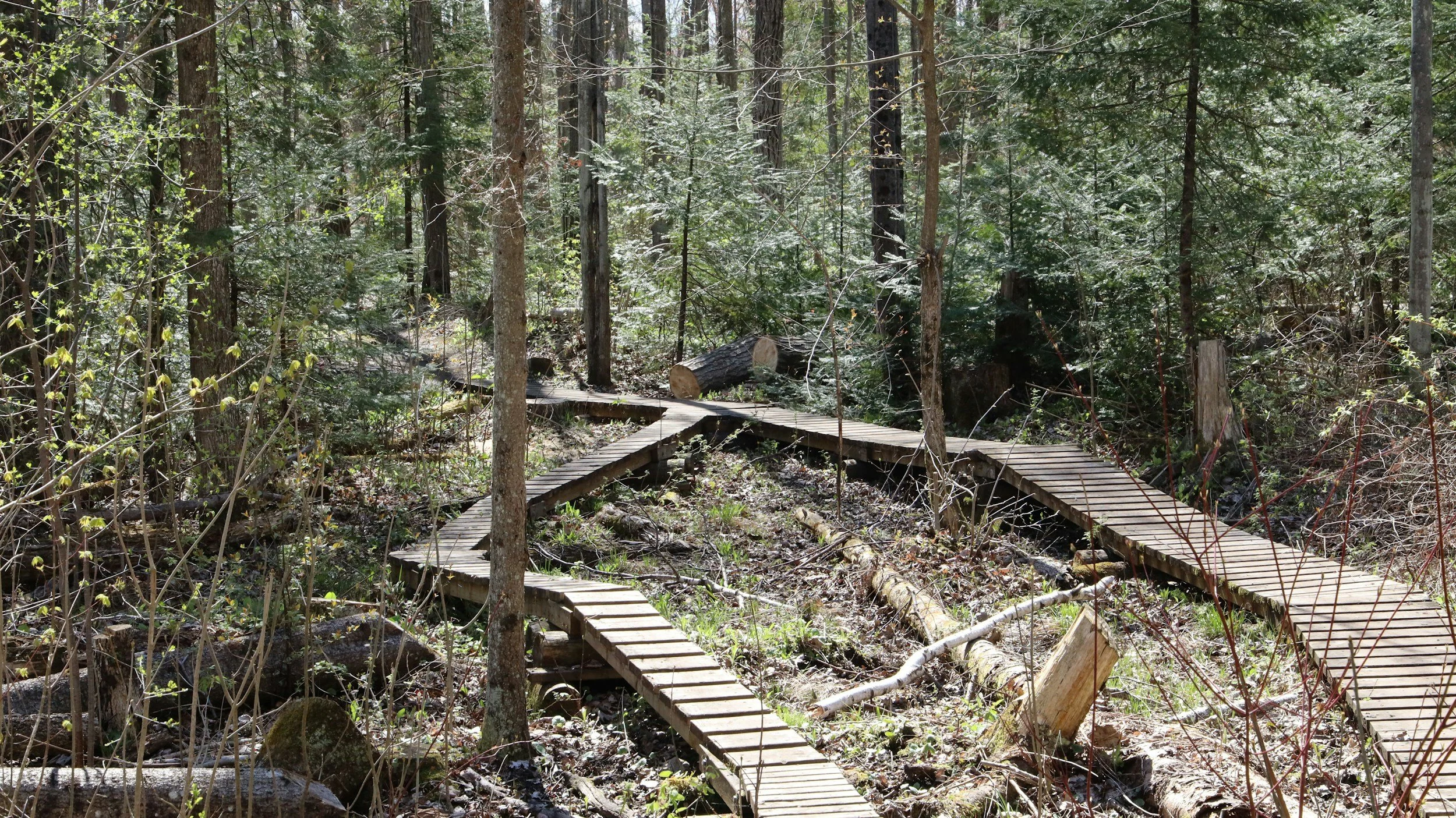Wooden trail bridge crossing a muddy forest path in a dense green forest.