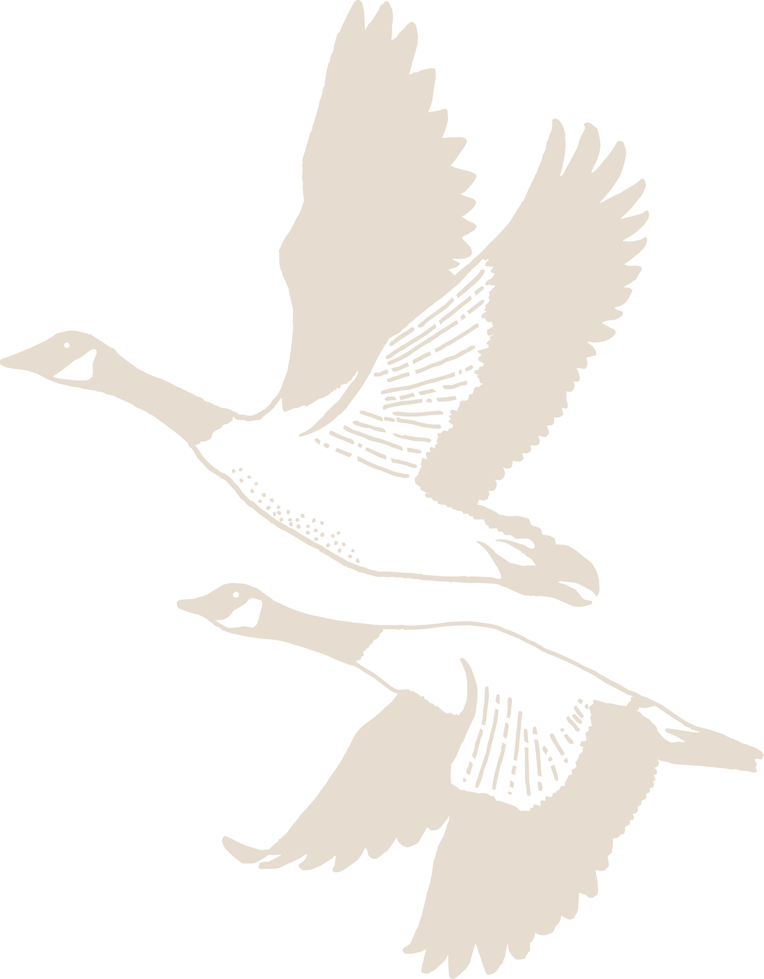 Silhouette of two light colored geese
