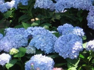 flowers.jpg