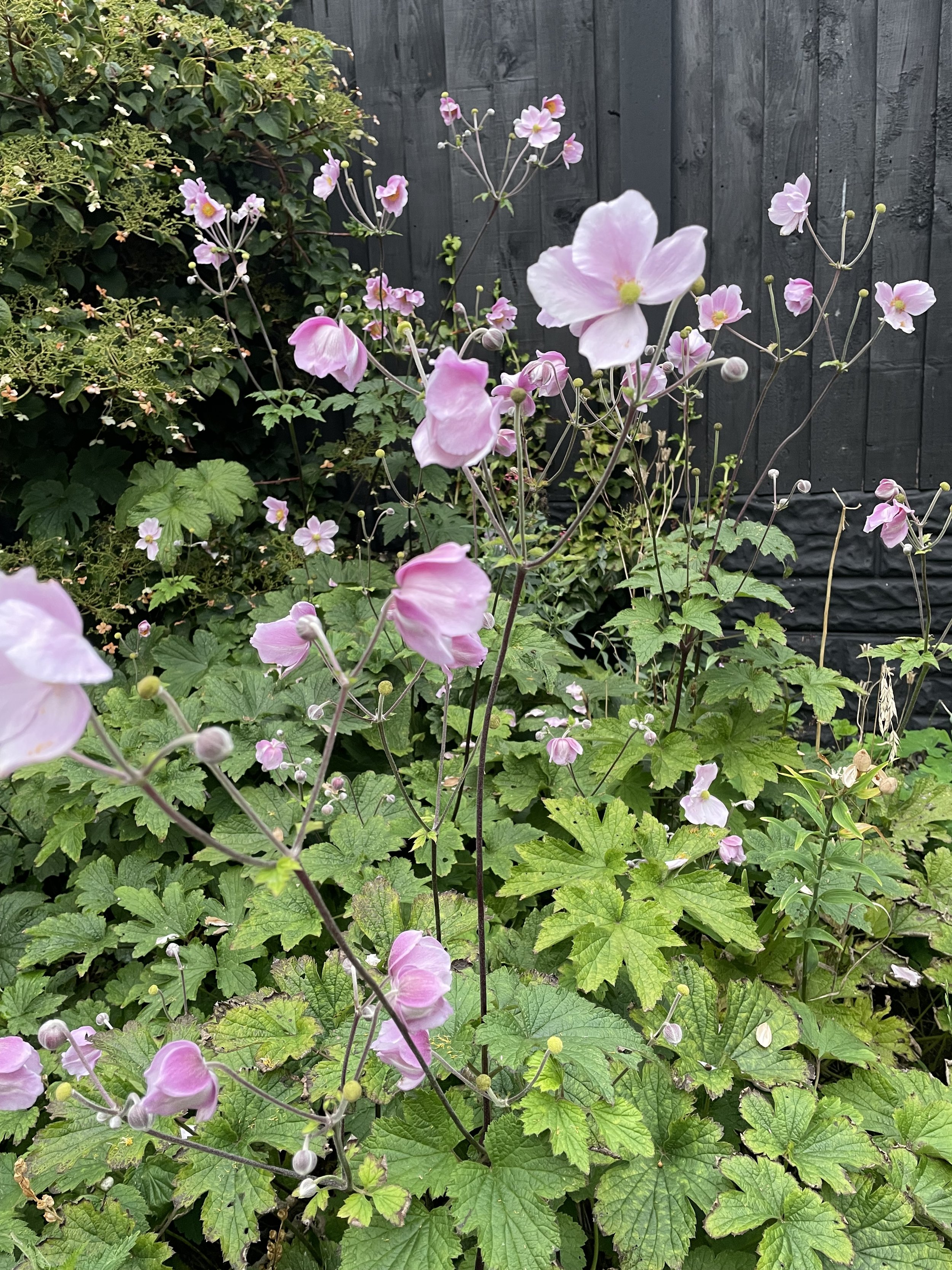 Site visit and consultation