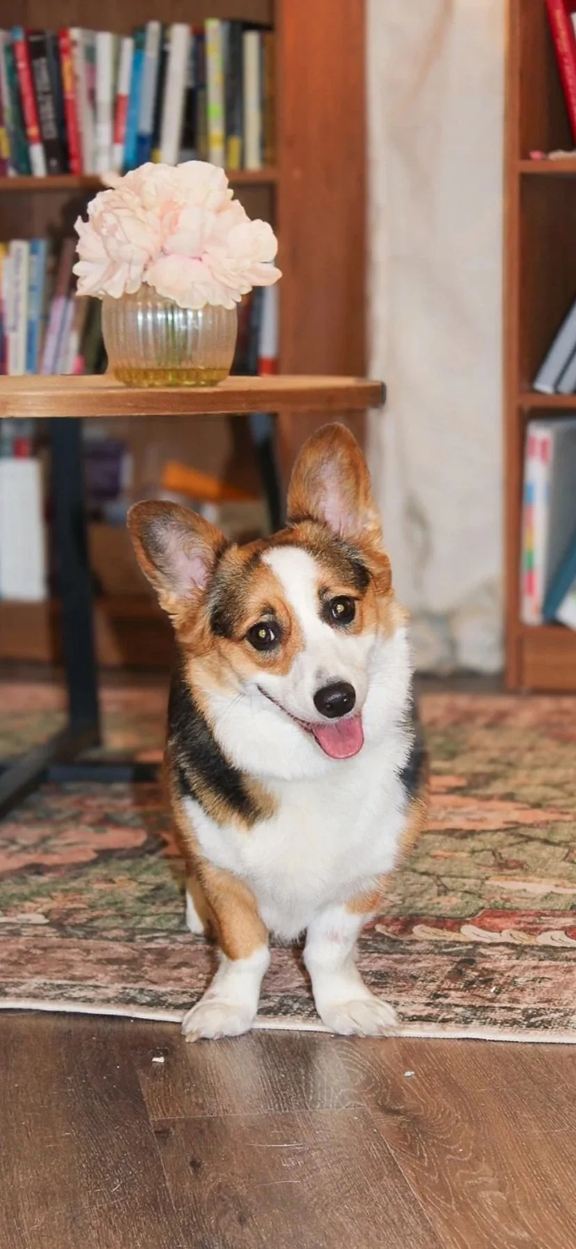 Gladys, therapy dog at MSF Counseling in Jefferson, Louisiana.