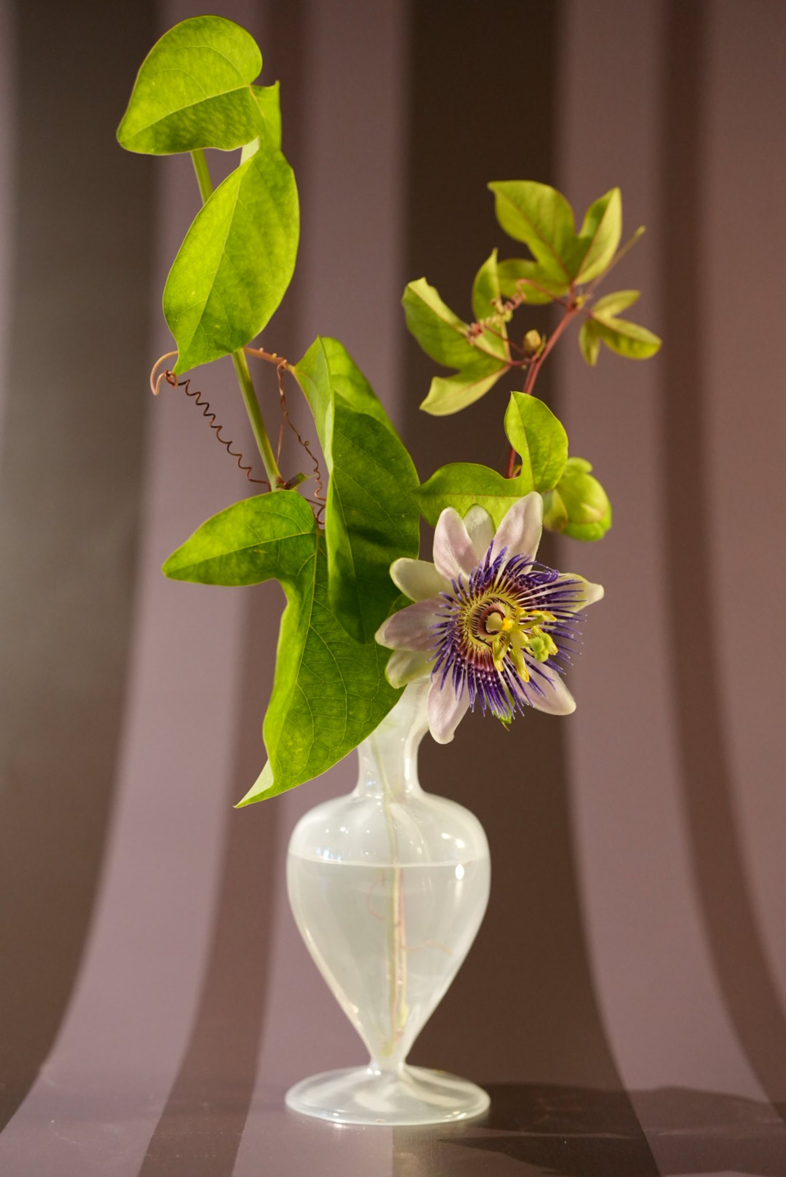 A single passionflower, letting the form speak for itself. 