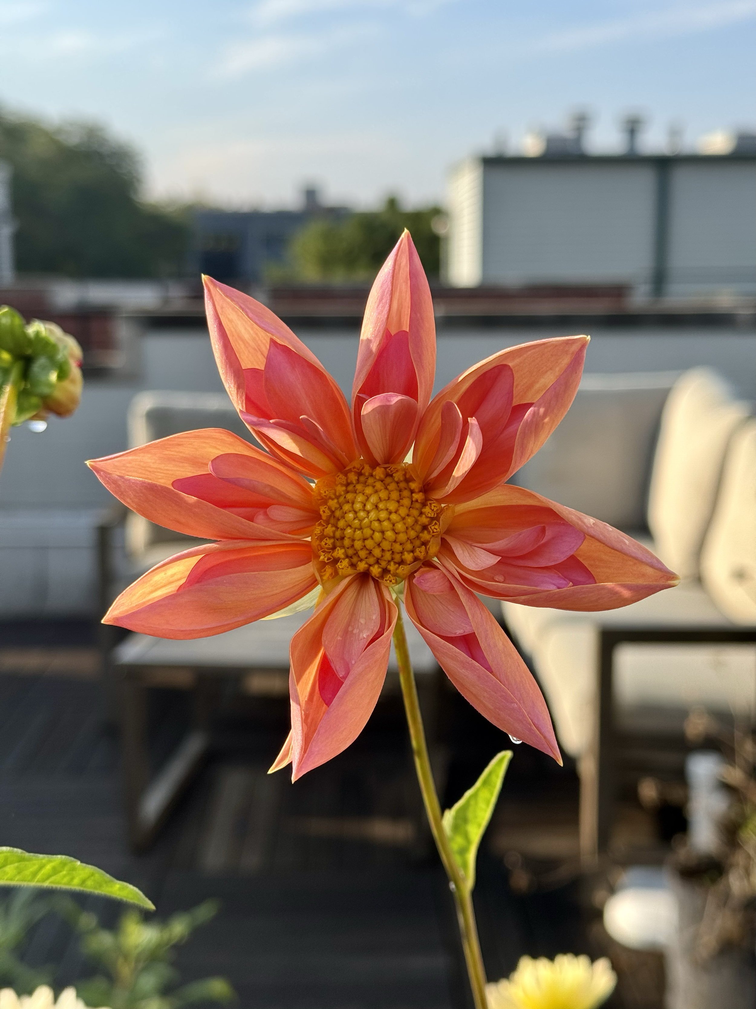 A rooftop dahlia thriving above the city.