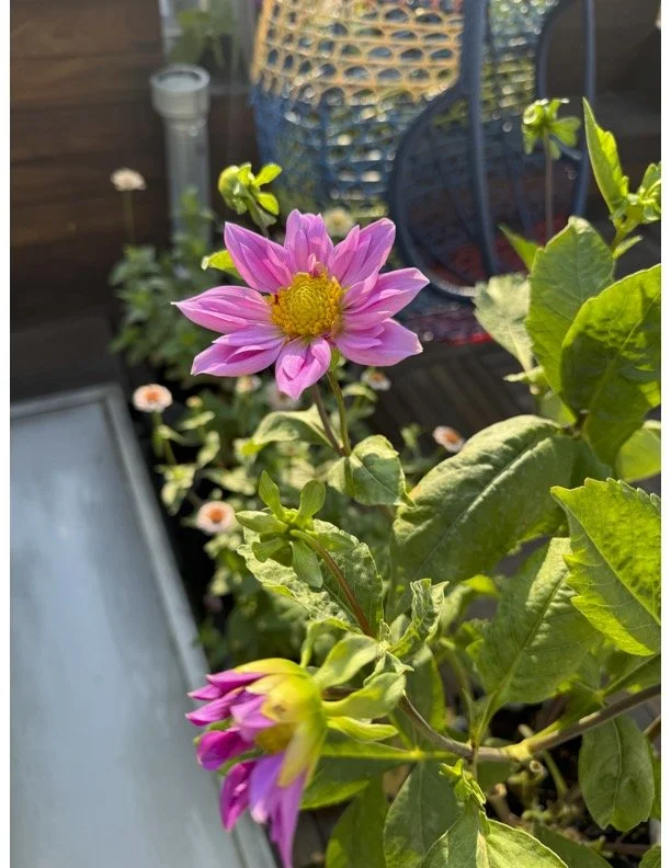 Dahlias in the morning sun. 