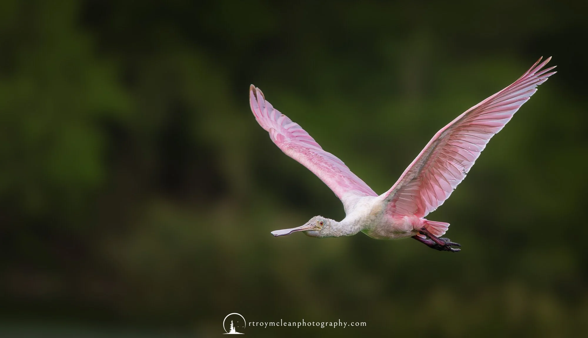 Roseate Spoonbill In Flight.jpg